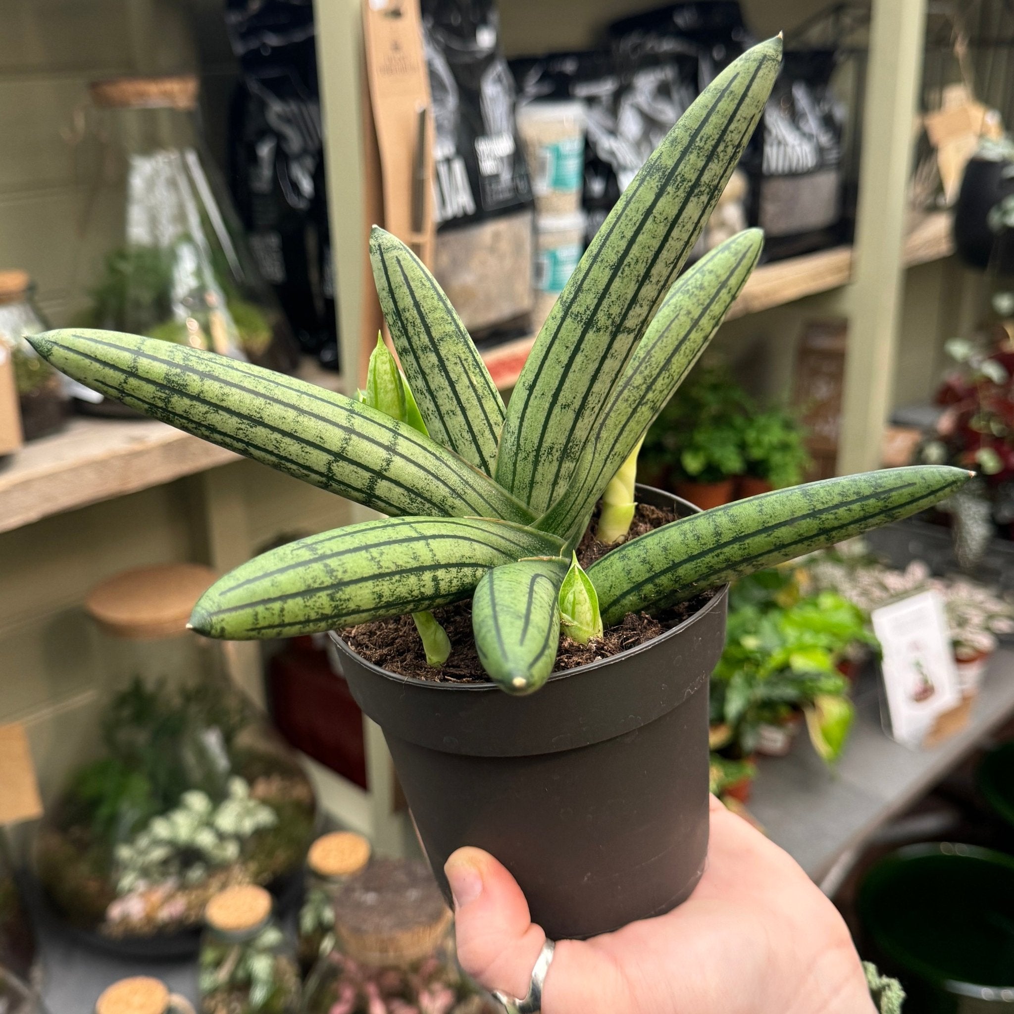 Sansevieria 'Inti Glory' - grow urban. UK