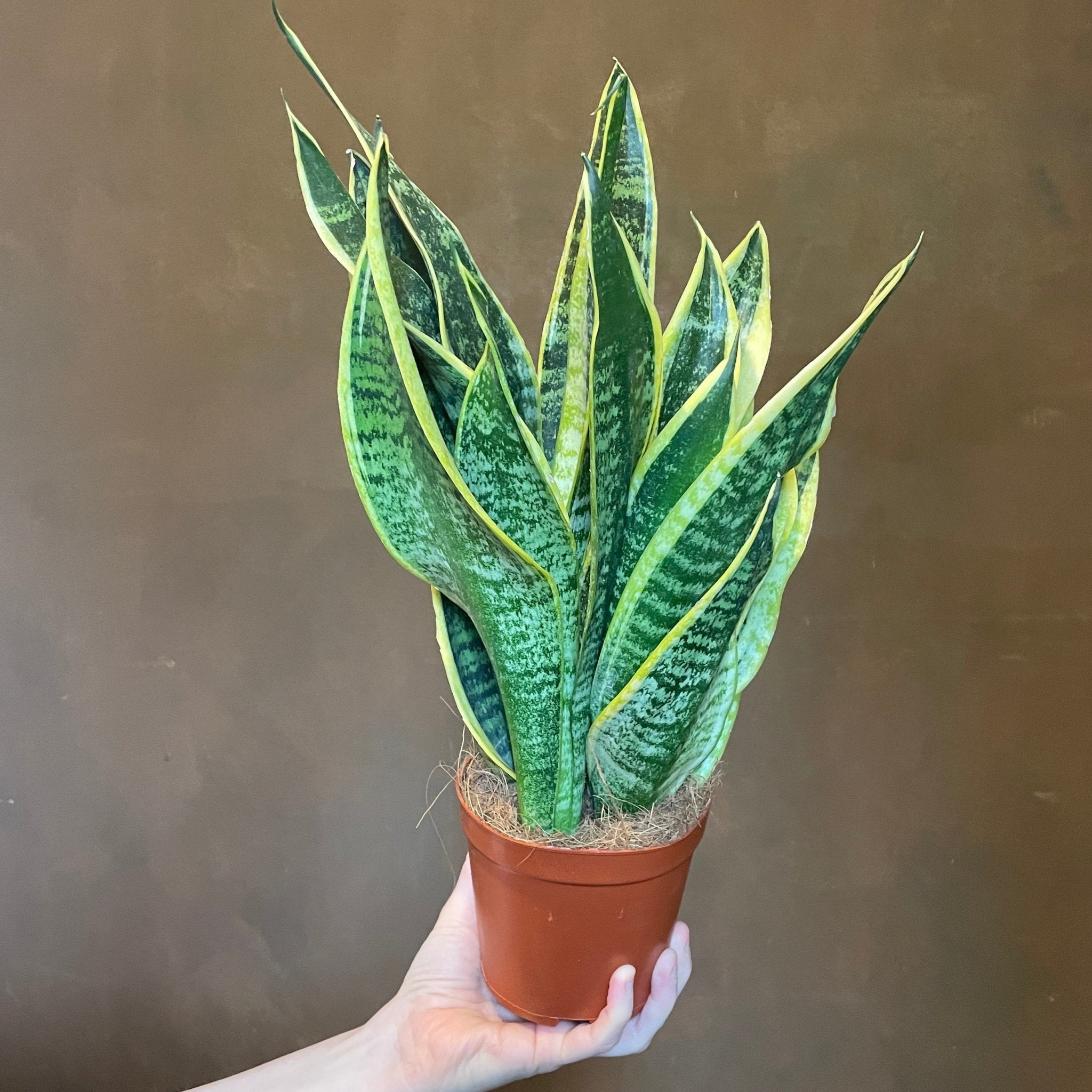 Sansevieria ‘Laurentii’ (12cm pot) - grow urban. UK