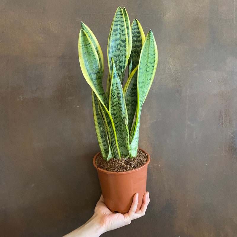 Sansevieria ‘Laurentii’ (14cm pot) - grow urban. UK