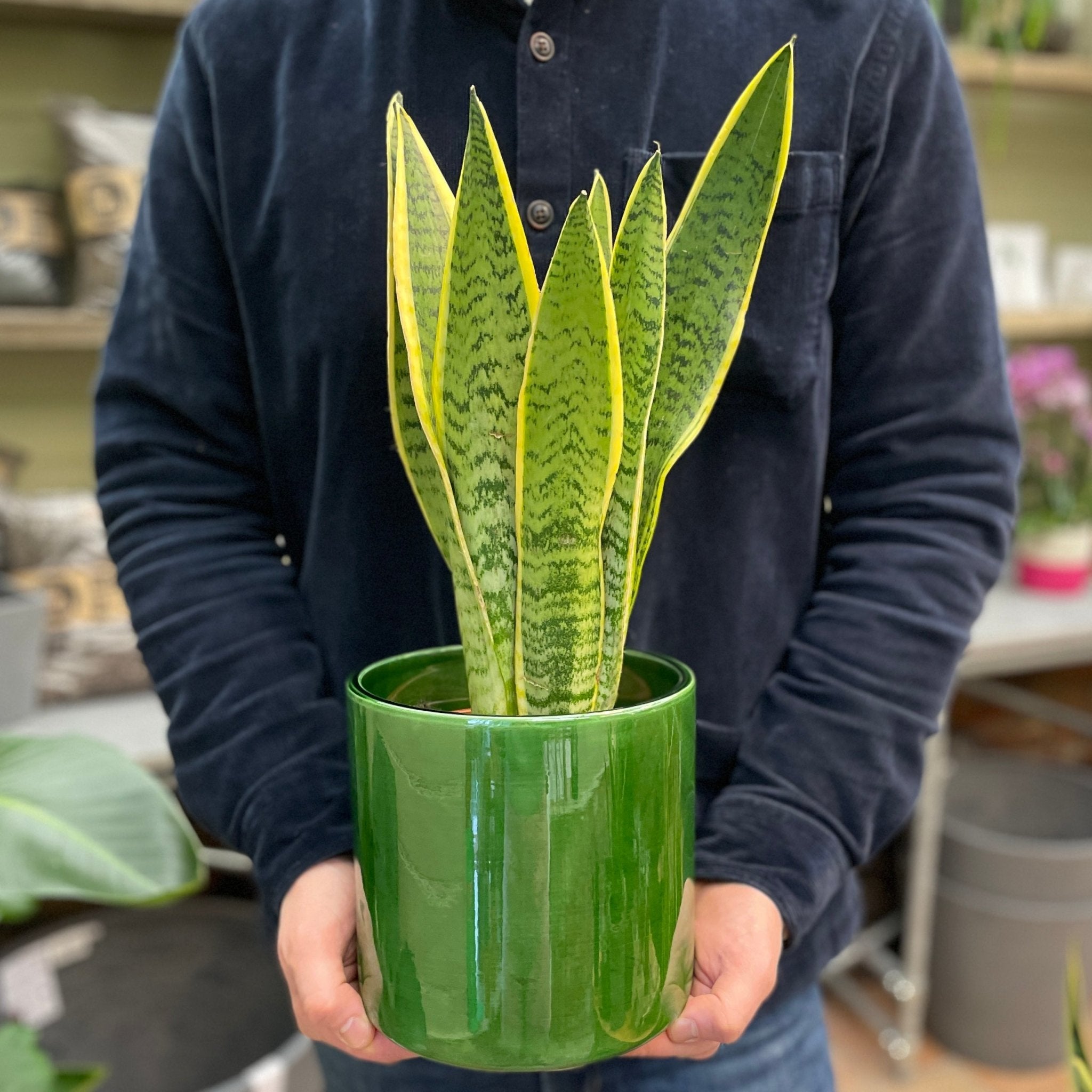 Sansevieria ‘Laurentii’ (14cm pot) - grow urban. UK