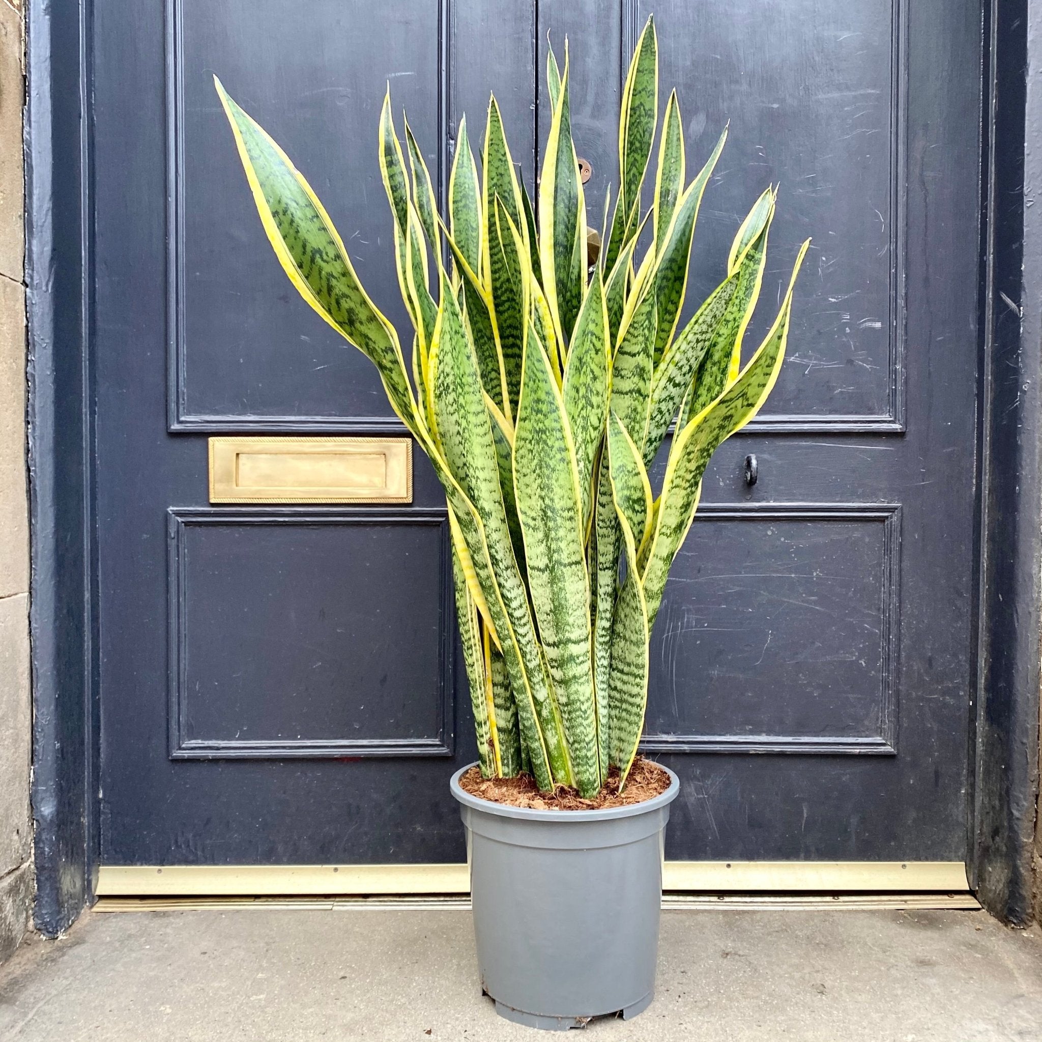 Sansevieria ‘Laurentii’ (27cm pot) - grow urban. UK
