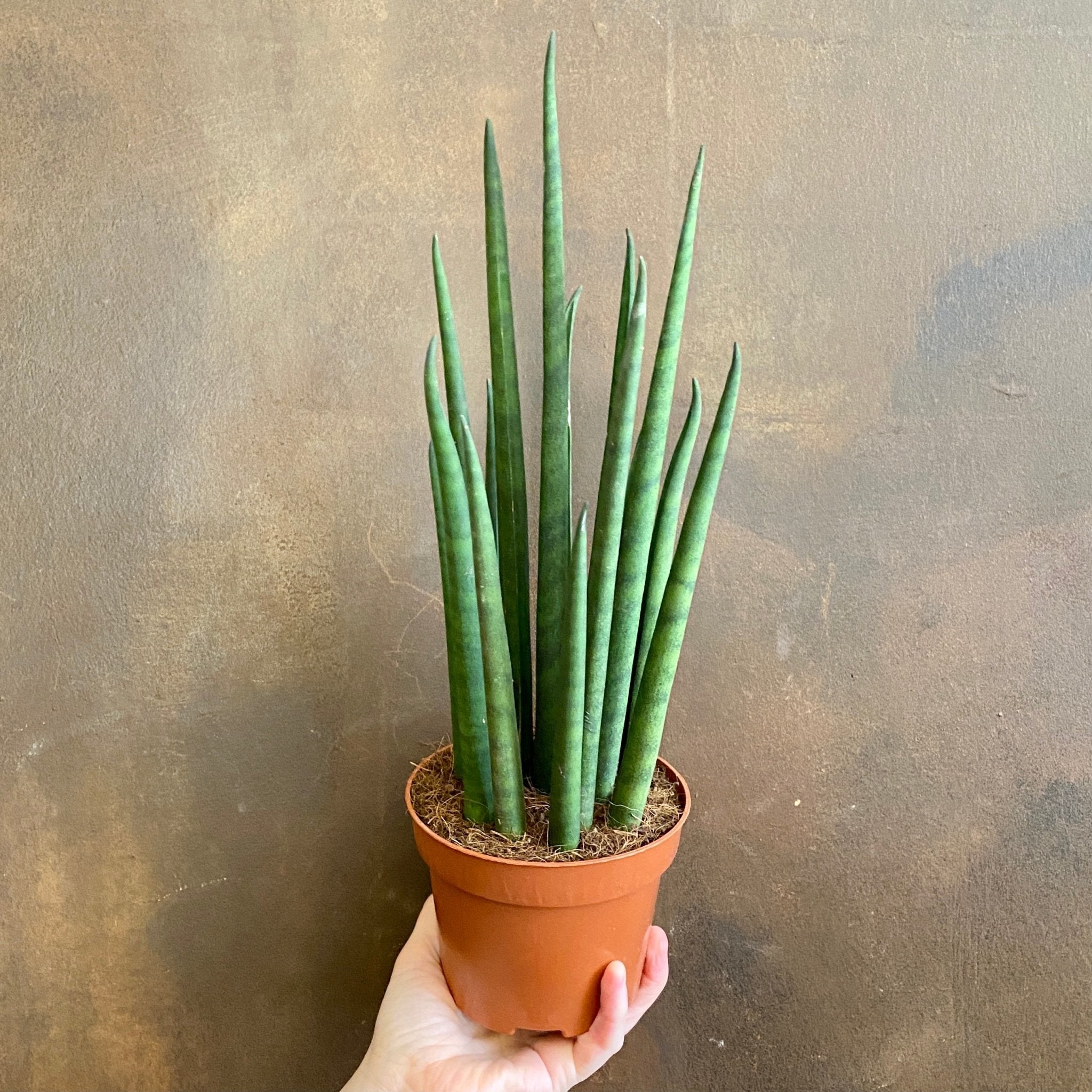 Sansevieria ‘Mikado’ (12cm pot) - grow urban. UK