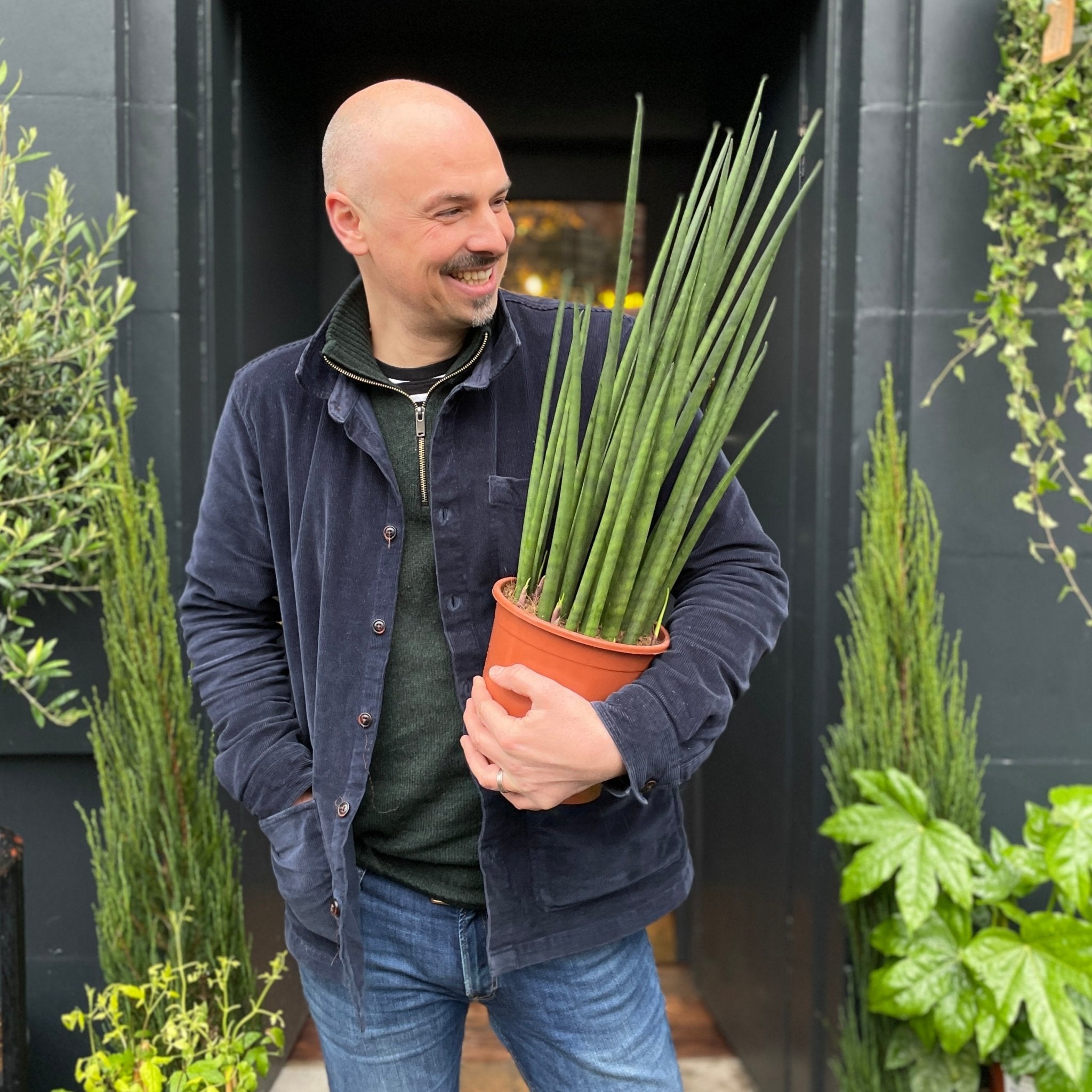 Sansevieria ‘Mikado’ (19cm pot) - grow urban. UK