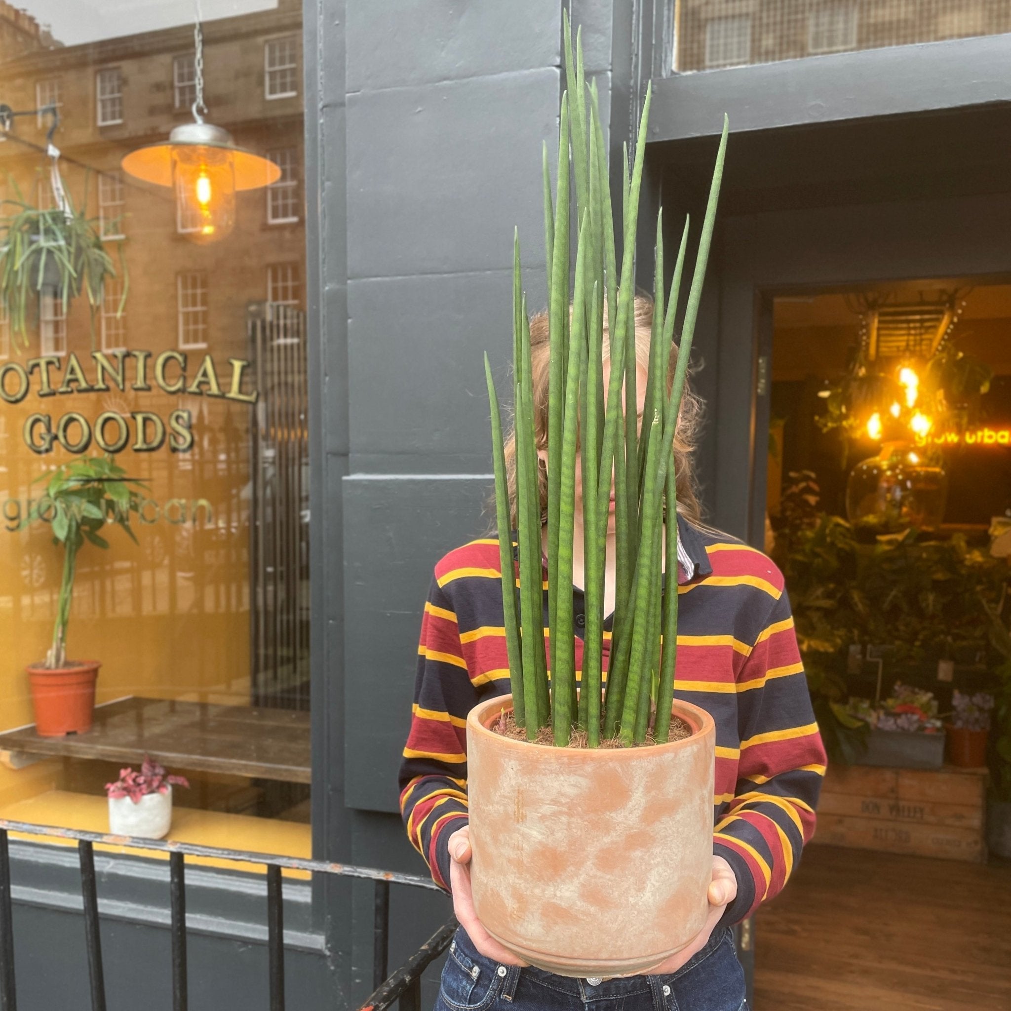 Sansevieria ‘Mikado’ (19cm pot) - grow urban. UK