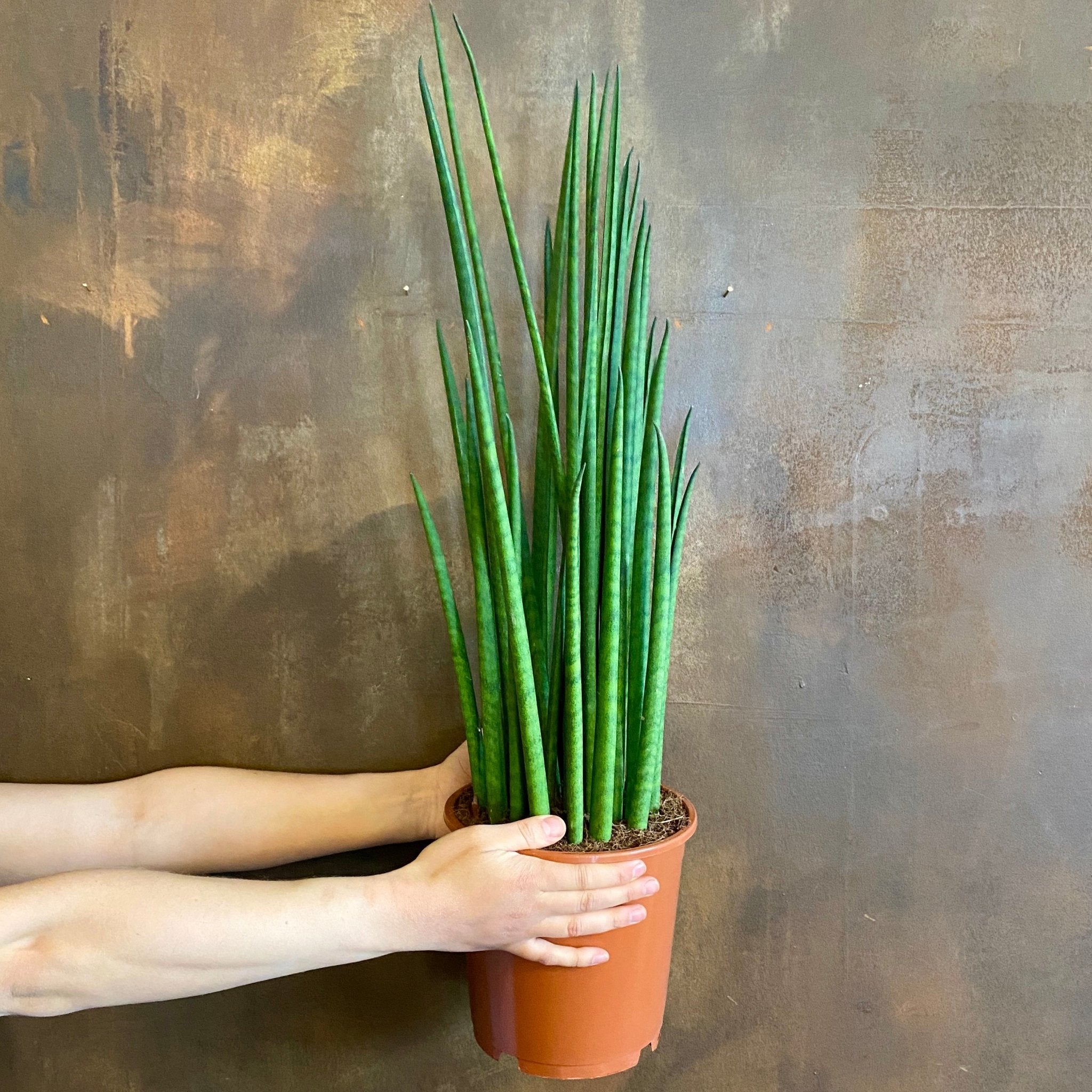 Sansevieria ‘Mikado’ (19cm pot) - grow urban. UK