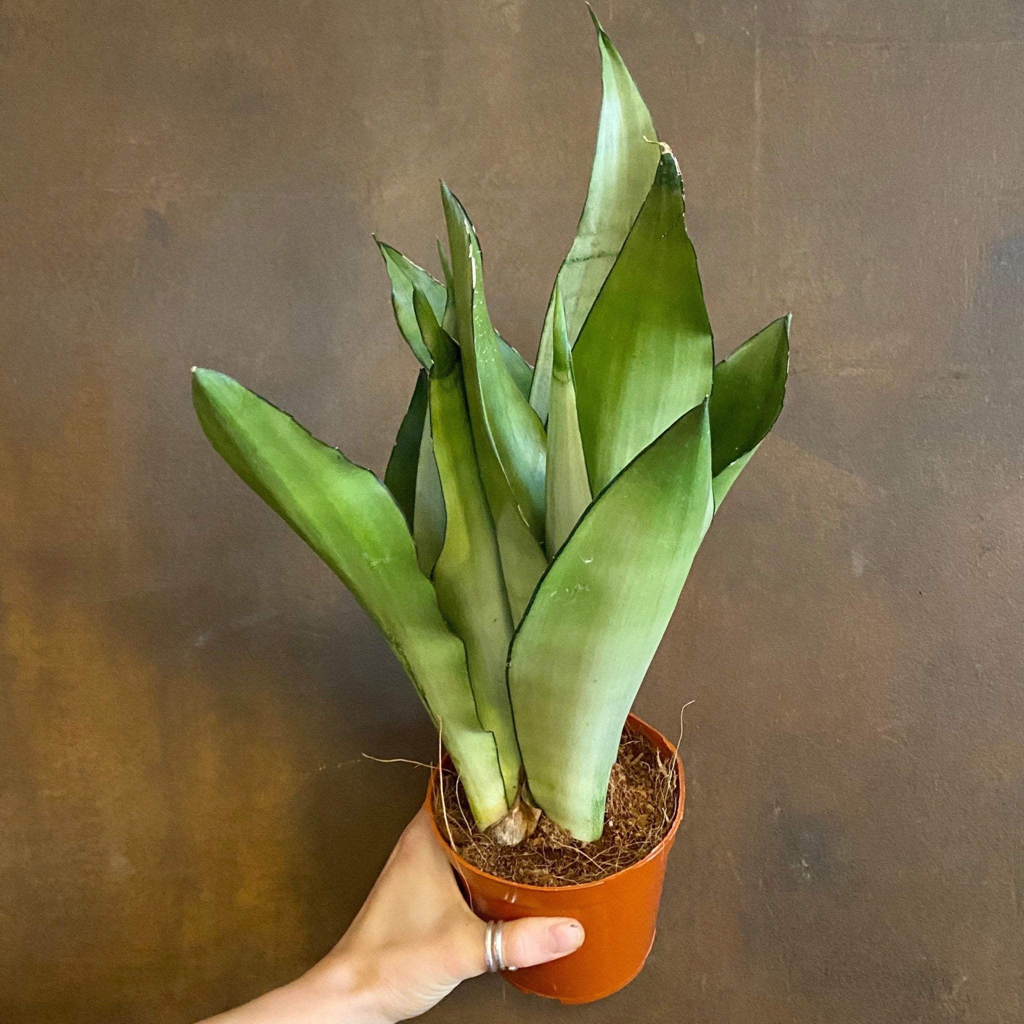 Sansevieria ‘Moonshine’ (12cm pot) - grow urban. UK