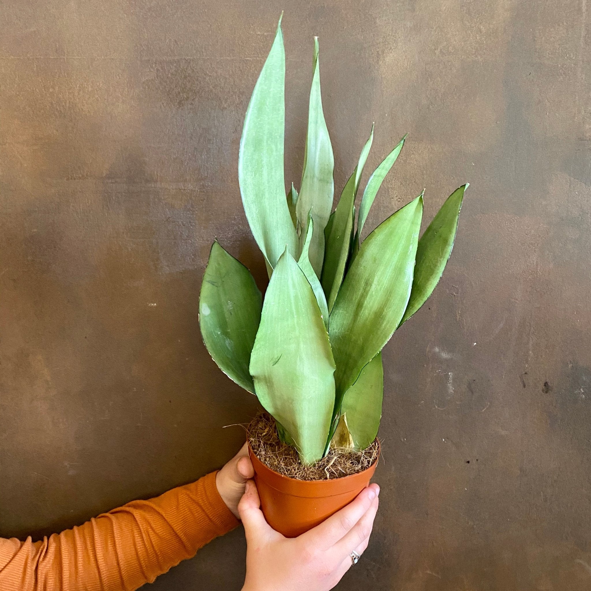 Sansevieria ‘Moonshine’ (14cm pot) - grow urban. UK