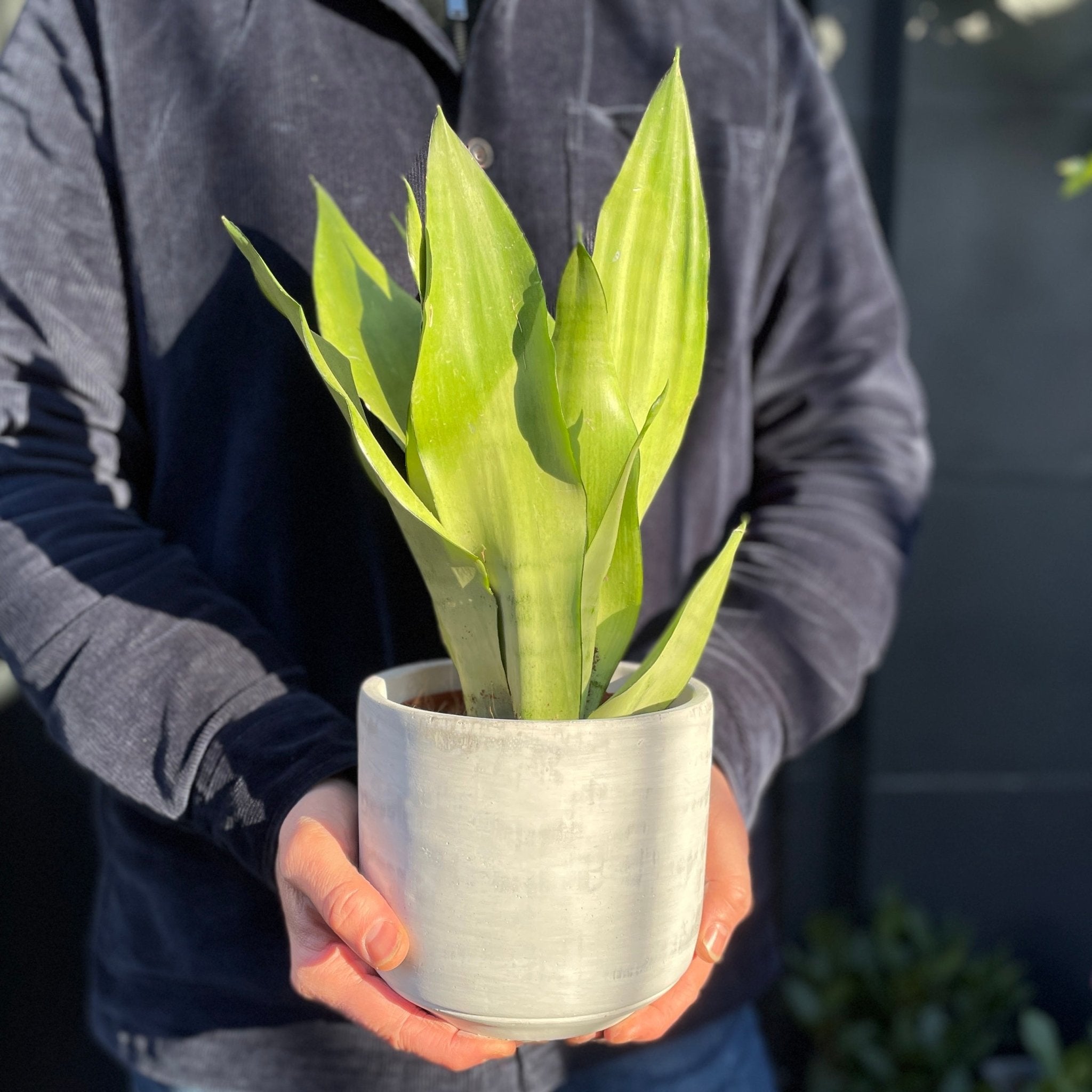 Sansevieria ‘Moonshine’ (14cm pot) - grow urban. UK