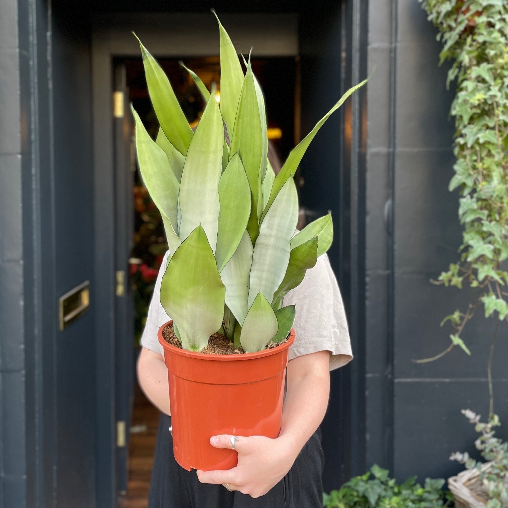 Sansevieria 'Moonshine' (24cm pot) - grow urban. UK