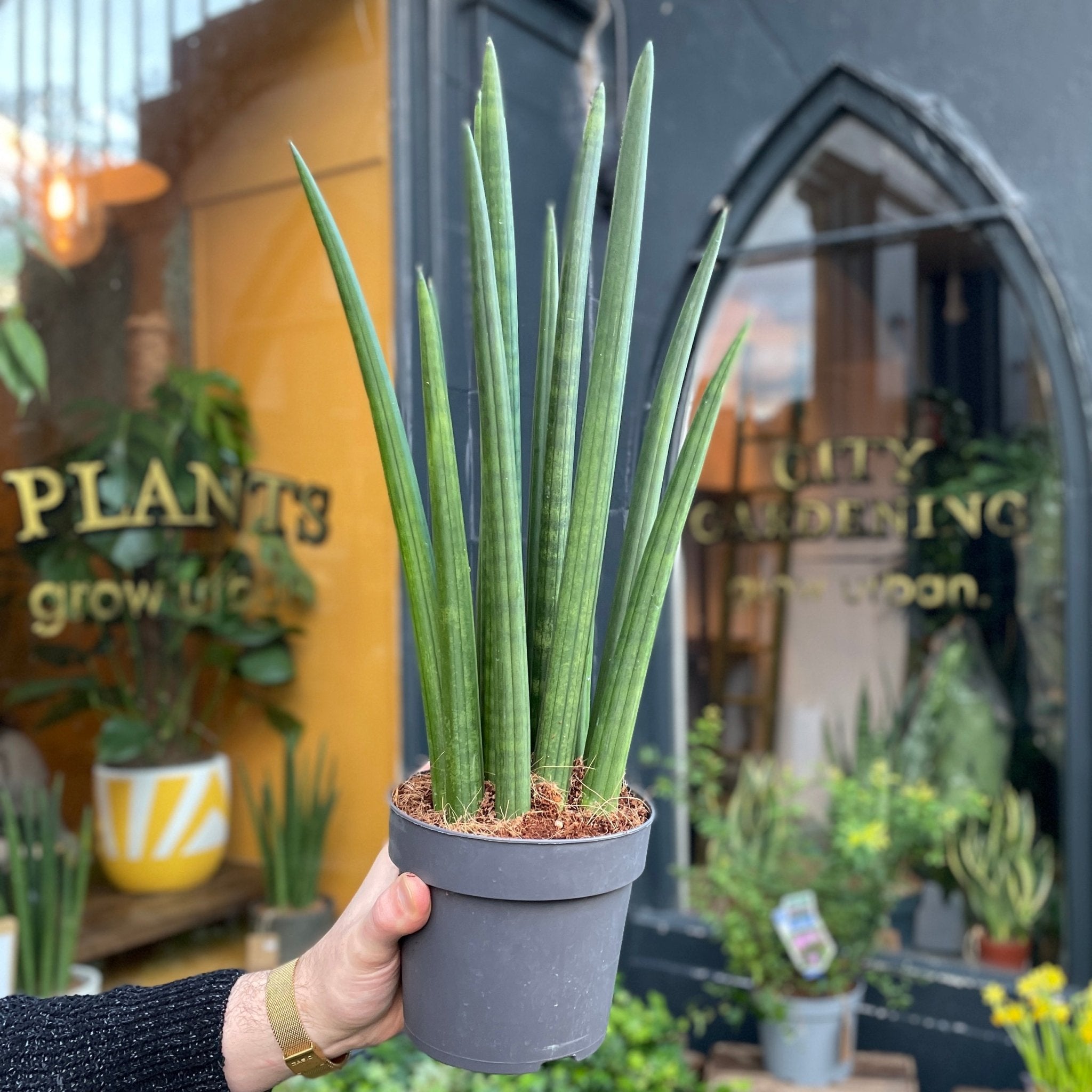 Sansevieria ‘Rocket’ (14cm pot) - grow urban. UK