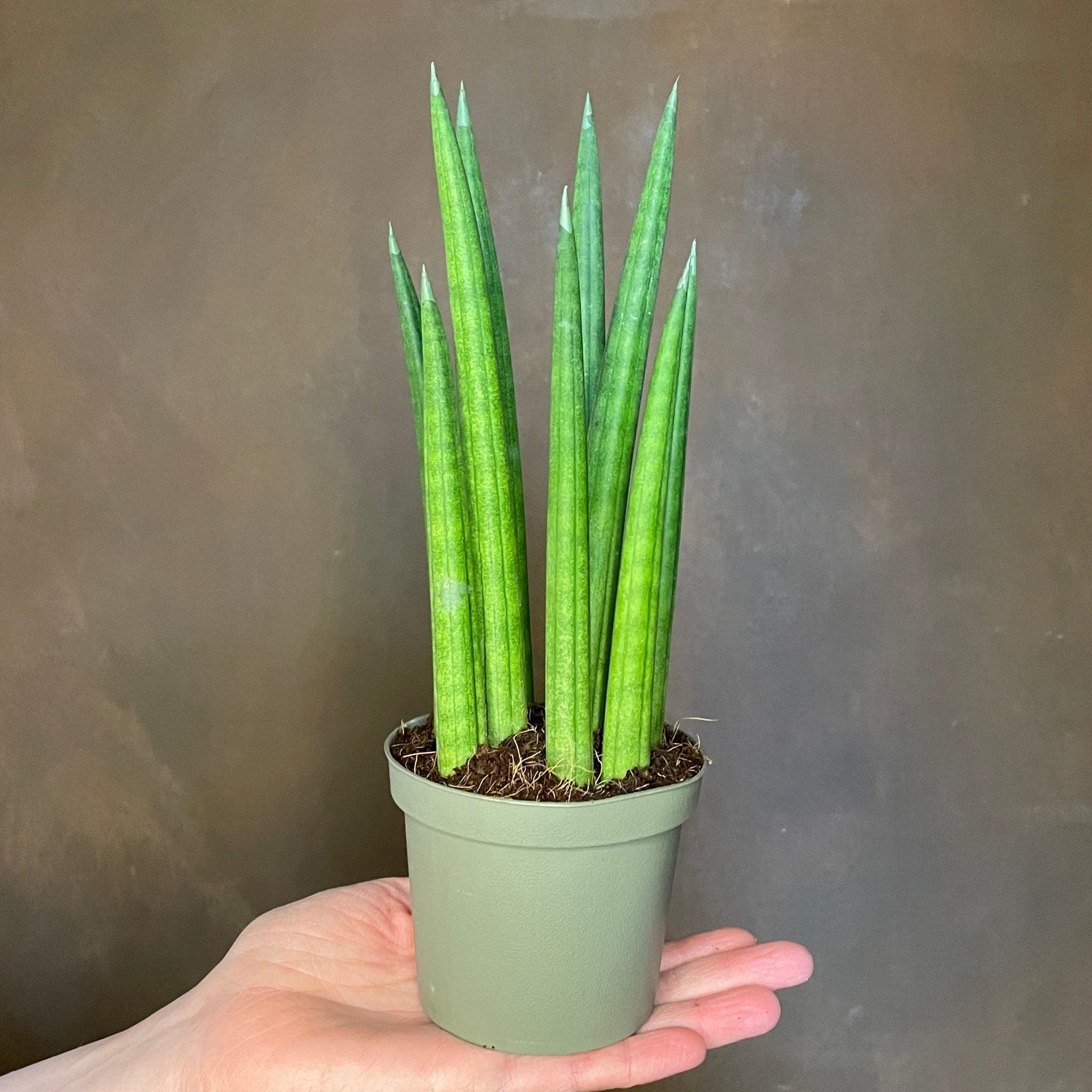 Sansevieria ‘Rocket’ (9cm pot) - grow urban. UK