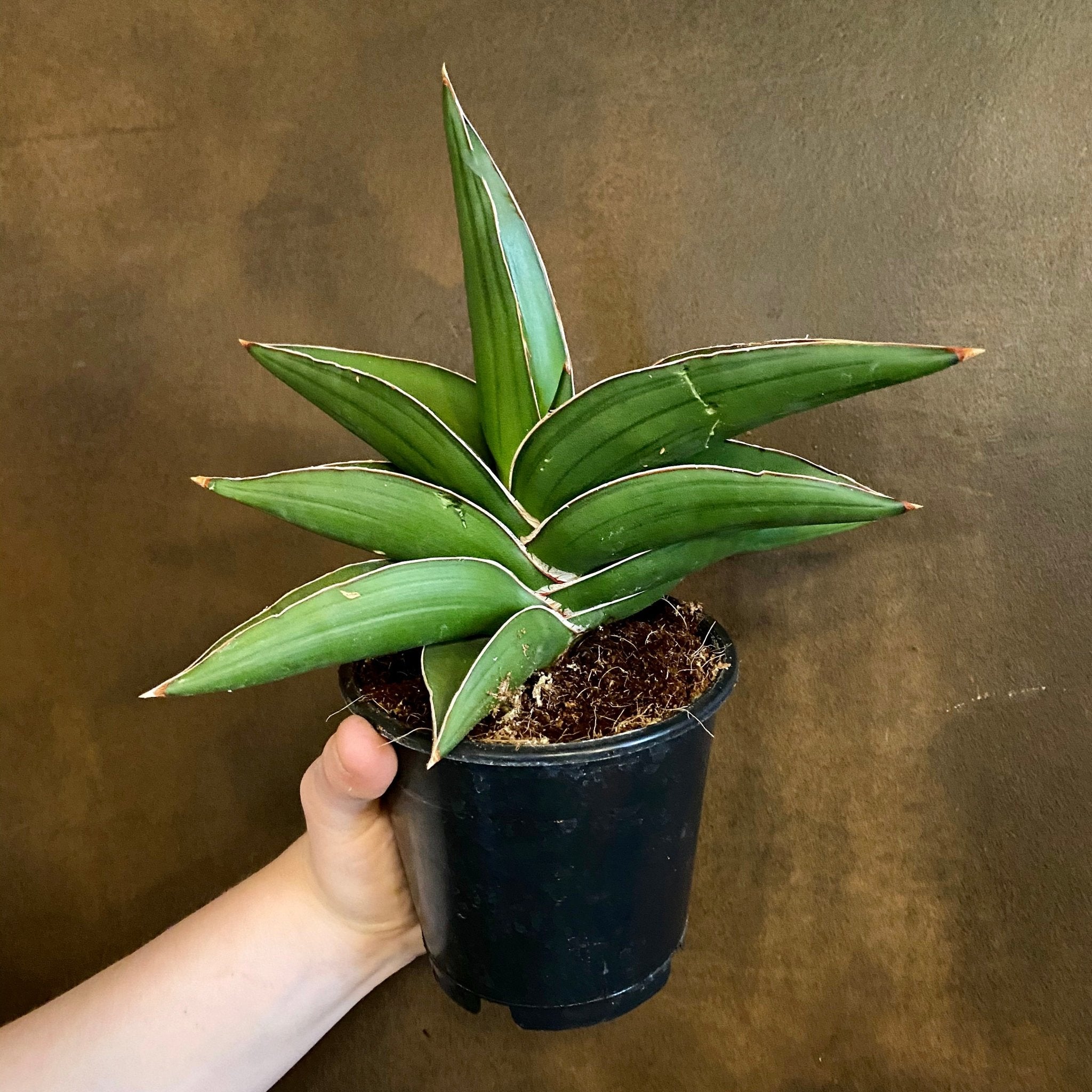 Sansevieria ‘Samurai’ (12cm pot) - grow urban. UK
