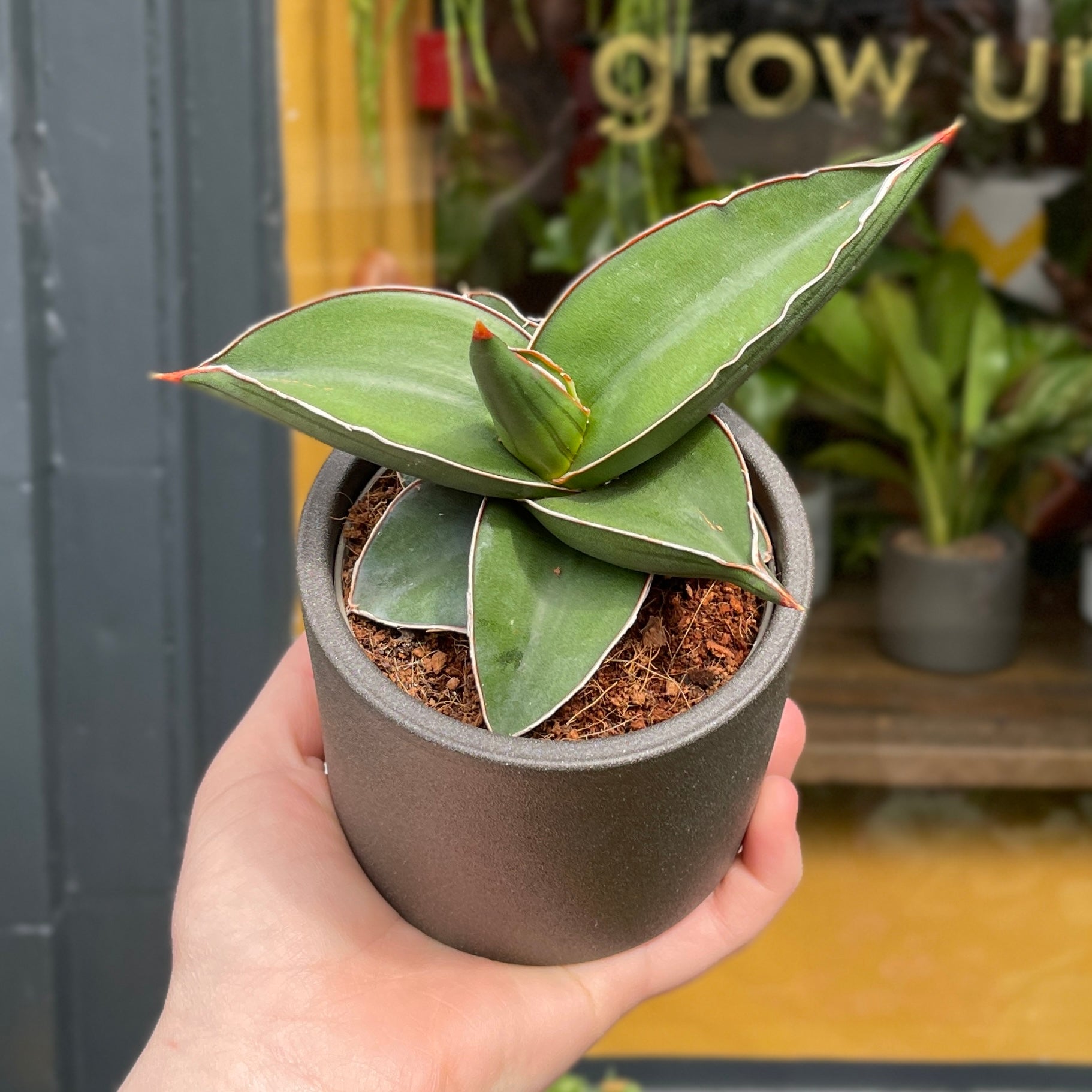 Sansevieria ‘Samurai’ (9cm pot) - grow urban. UK