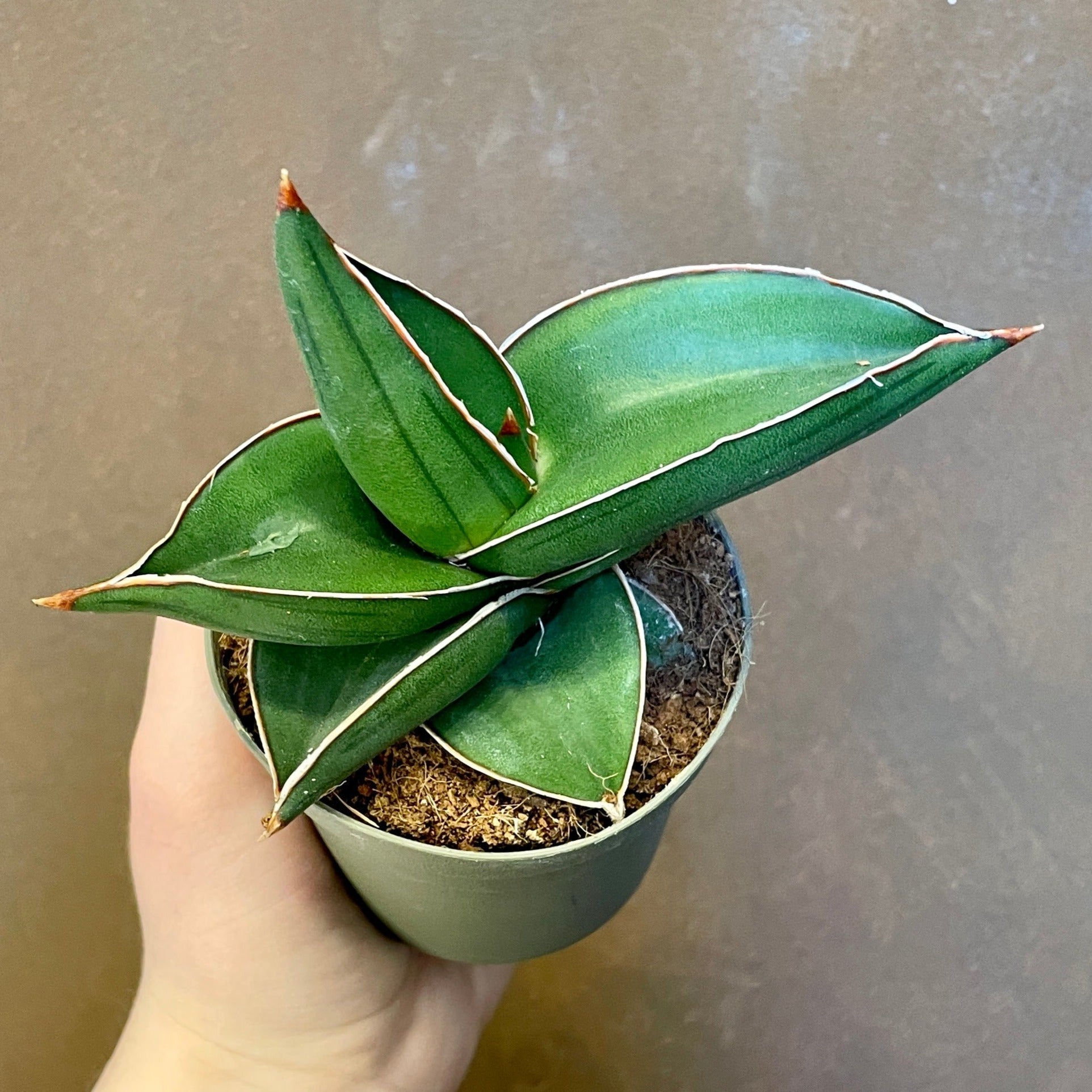 Sansevieria ‘Samurai’ (9cm pot) - grow urban. UK