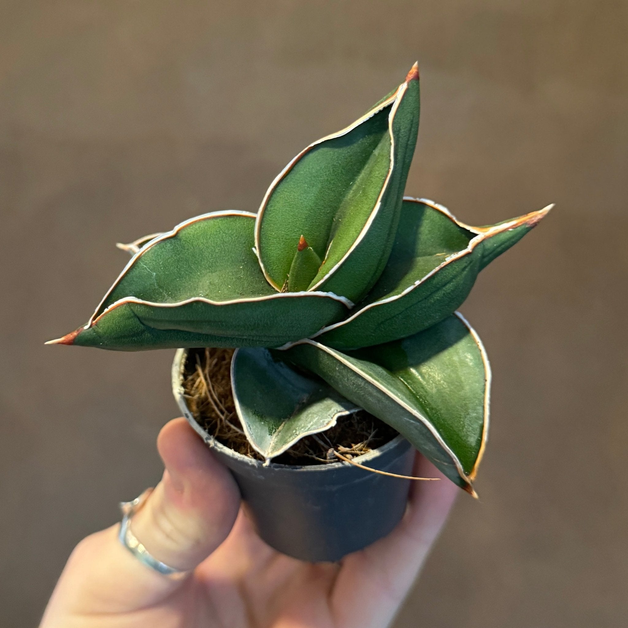 Sansevieria ‘Samurai’ (mini) - grow urban. UK