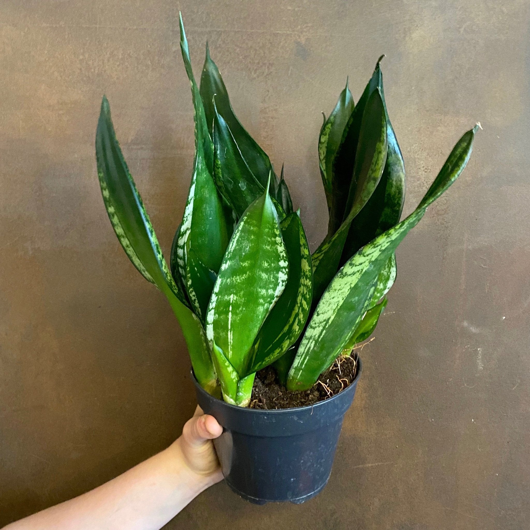 Sansevieria 'Silver Flame' (14cm pot) - grow urban. UK