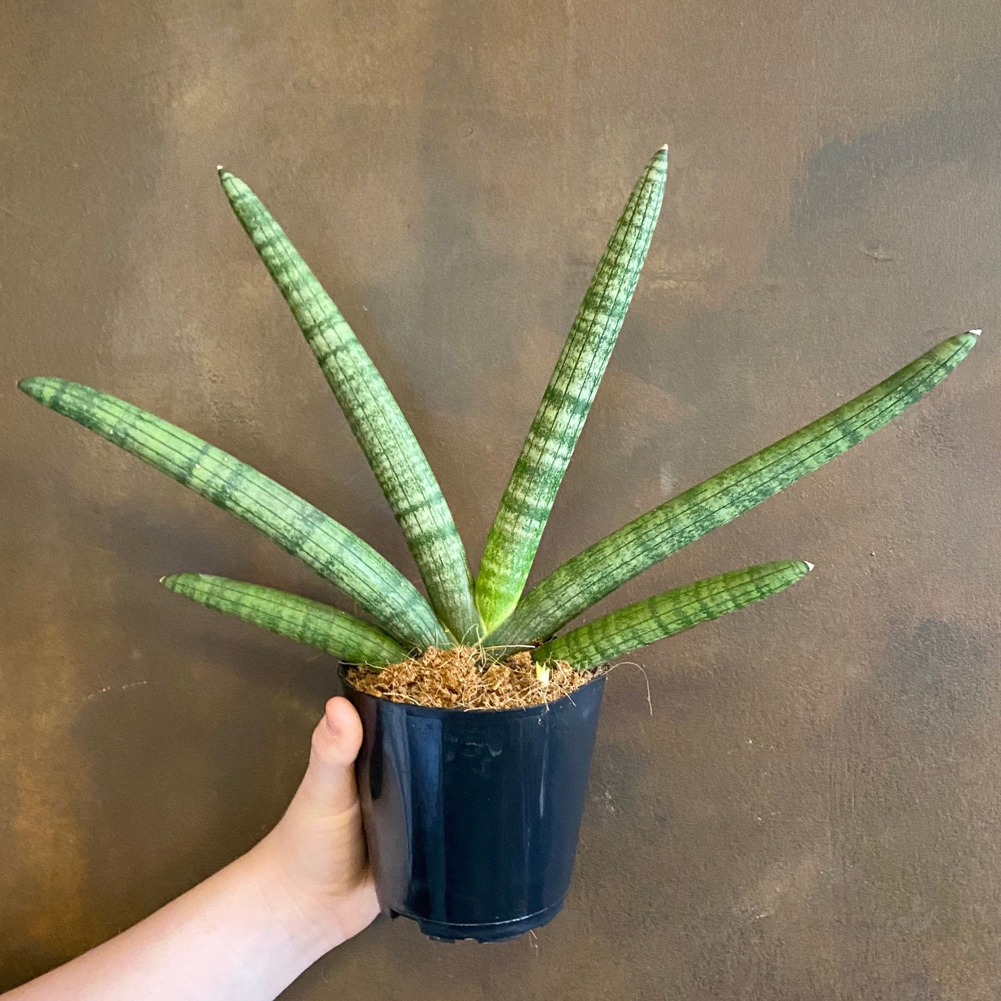 Sansevieria ‘Skyline’ - grow urban. UK