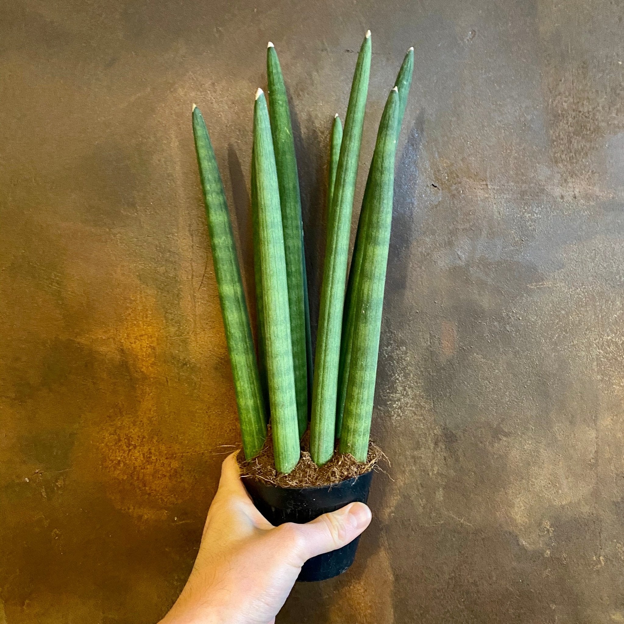 Sansevieria ‘Spaghetti’ (10.5cm pot) - grow urban. UK