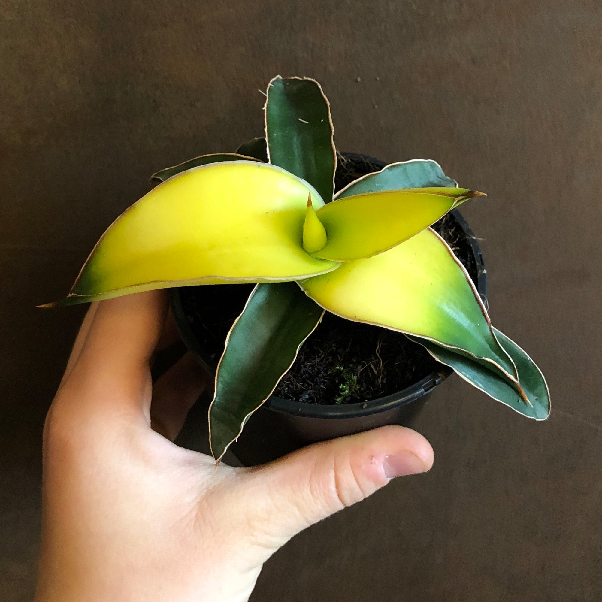 sansevieria canary star Sansevieria 'Star Canary'