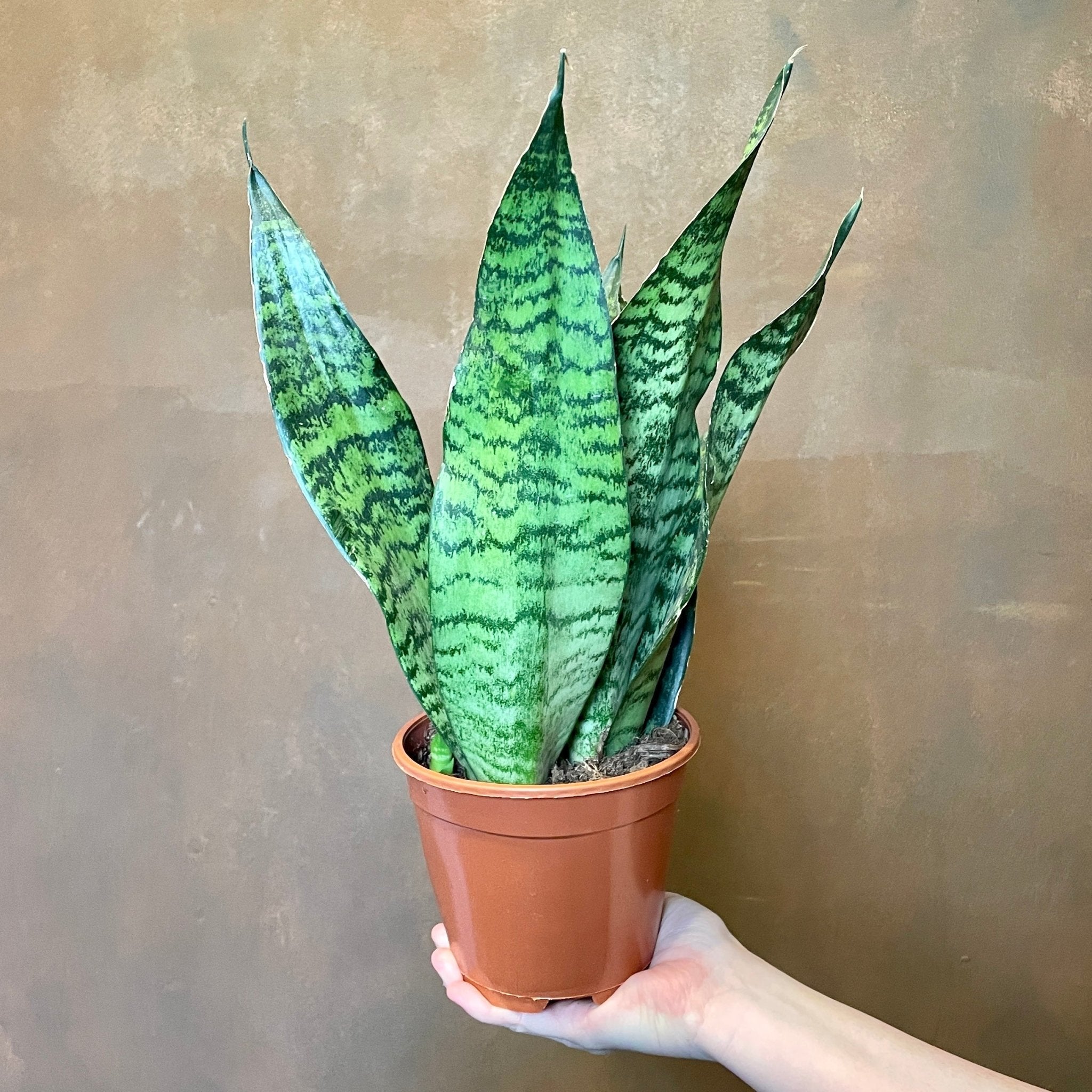 Sansevieria ‘Super Green’ (14cm pot) - grow urban. UK