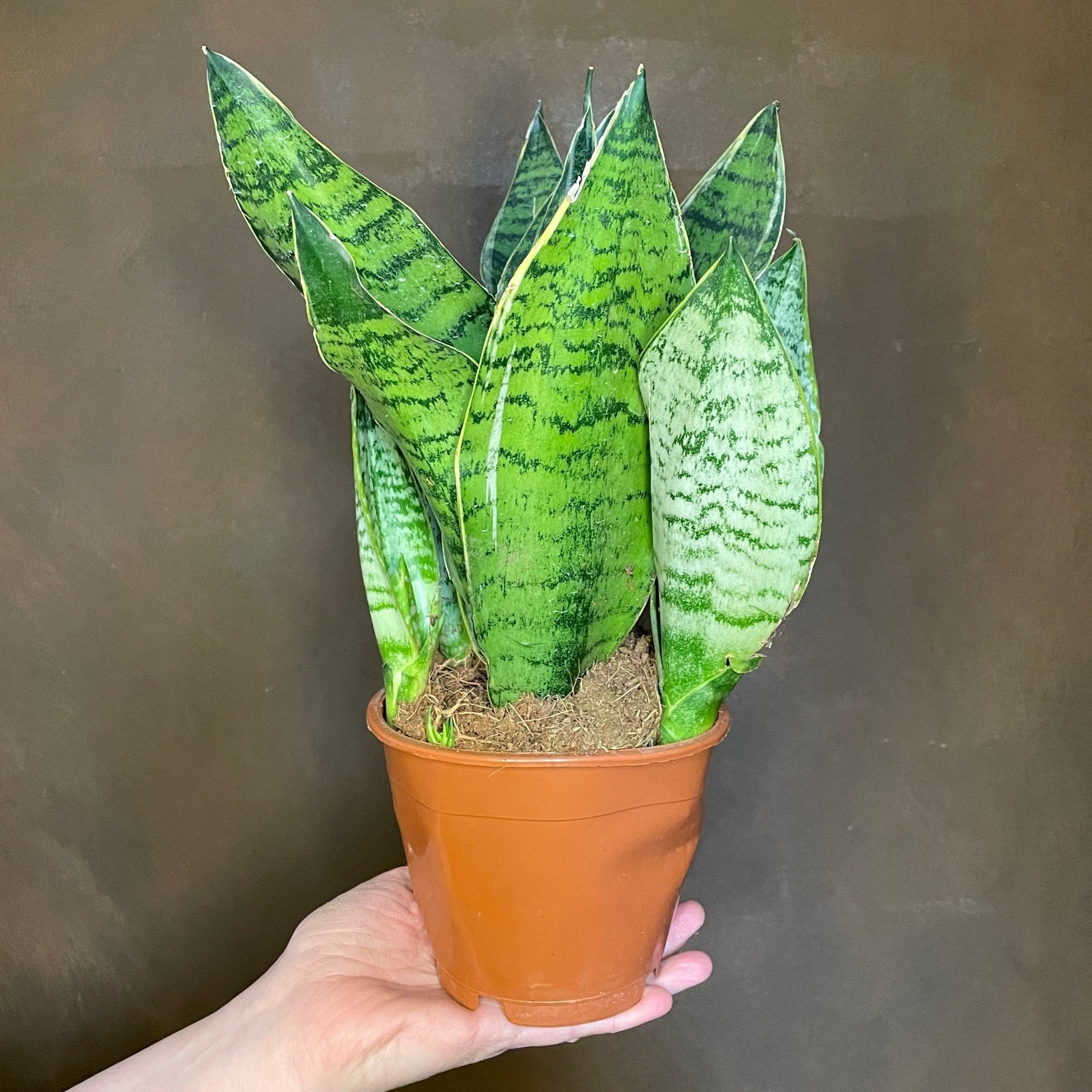 Sansevieria ‘Super Green’ - grow urban. UK