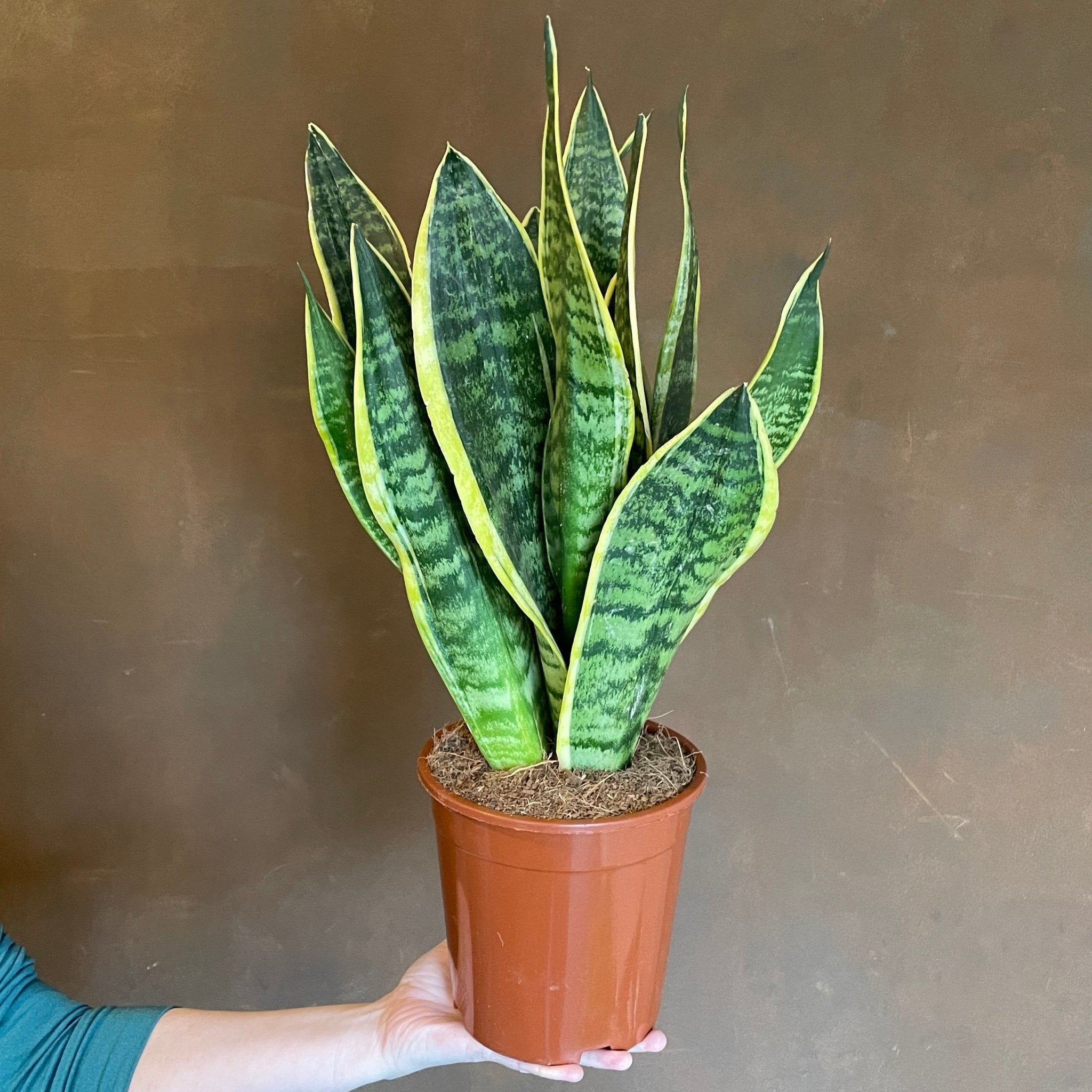 Sansevieria ‘Superba’ (17cm pot) - grow urban. UK