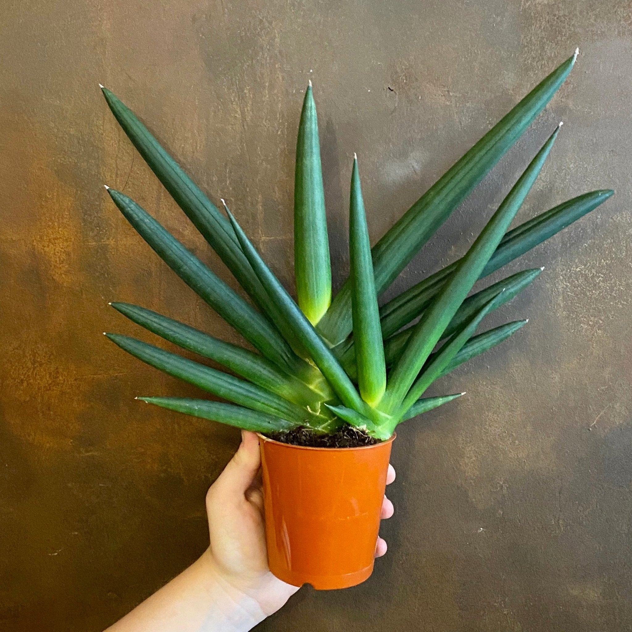 Sansevieria 'Tiara Emerald' - grow urban. UK