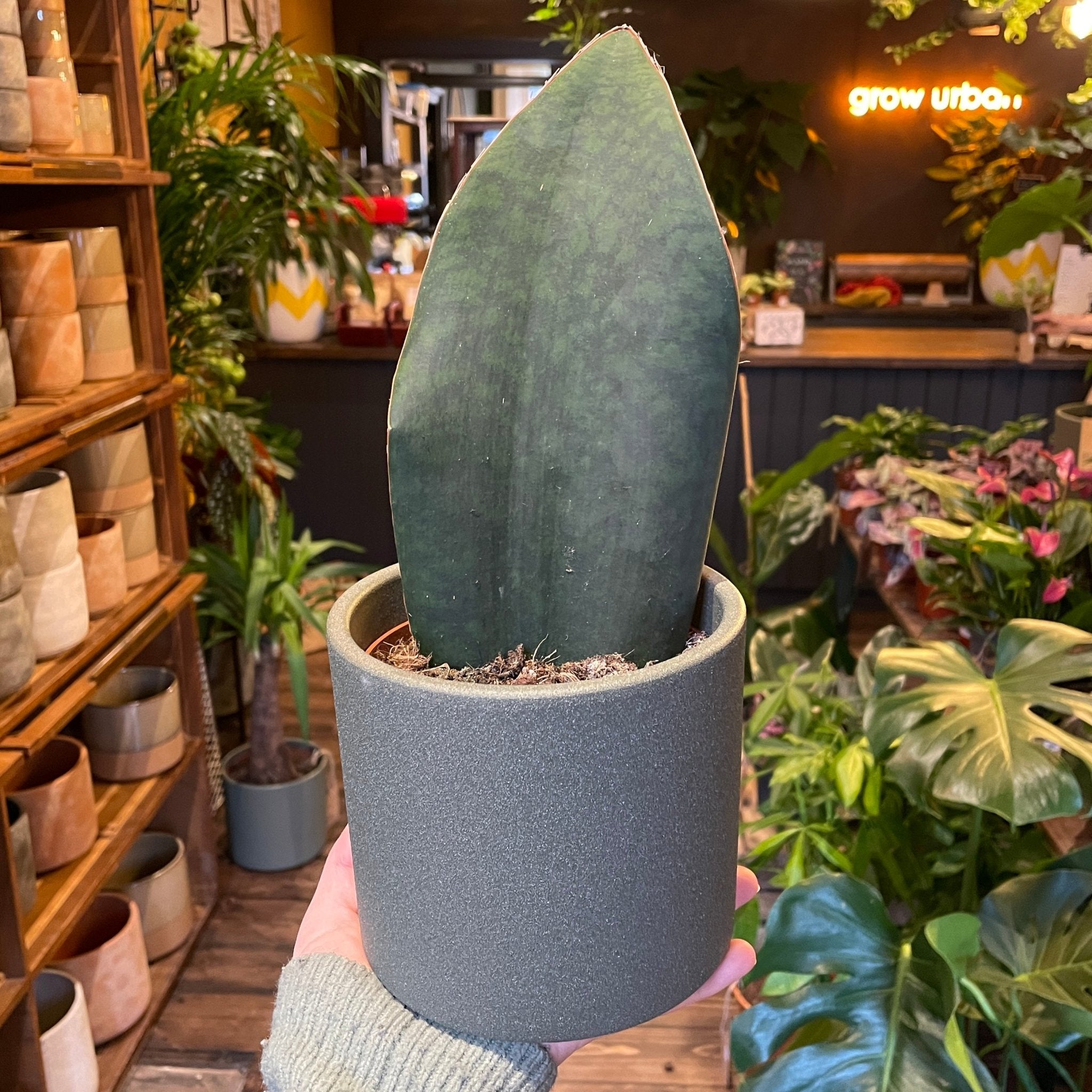 Sansevieria ‘Victoria’ (12cm pot) - grow urban. UK