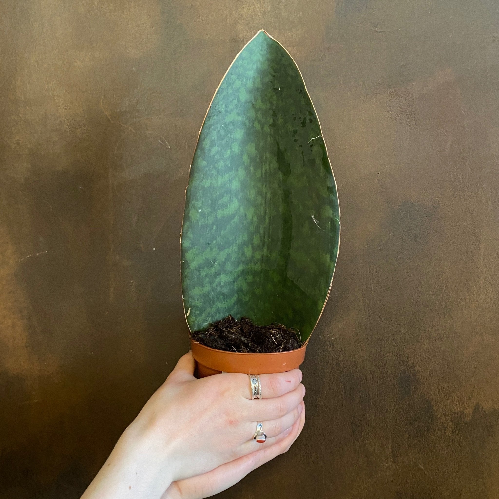 Sansevieria ‘Victoria’ (12cm pot) - grow urban. UK