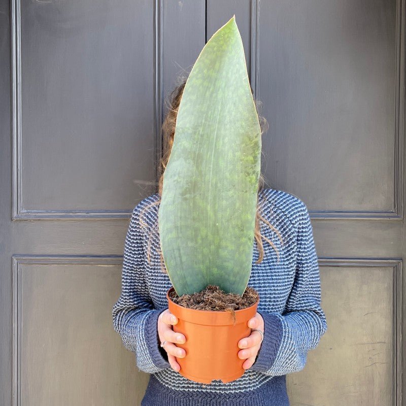 Sansevieria ‘Victoria’ (17cm pot) - grow urban. UK
