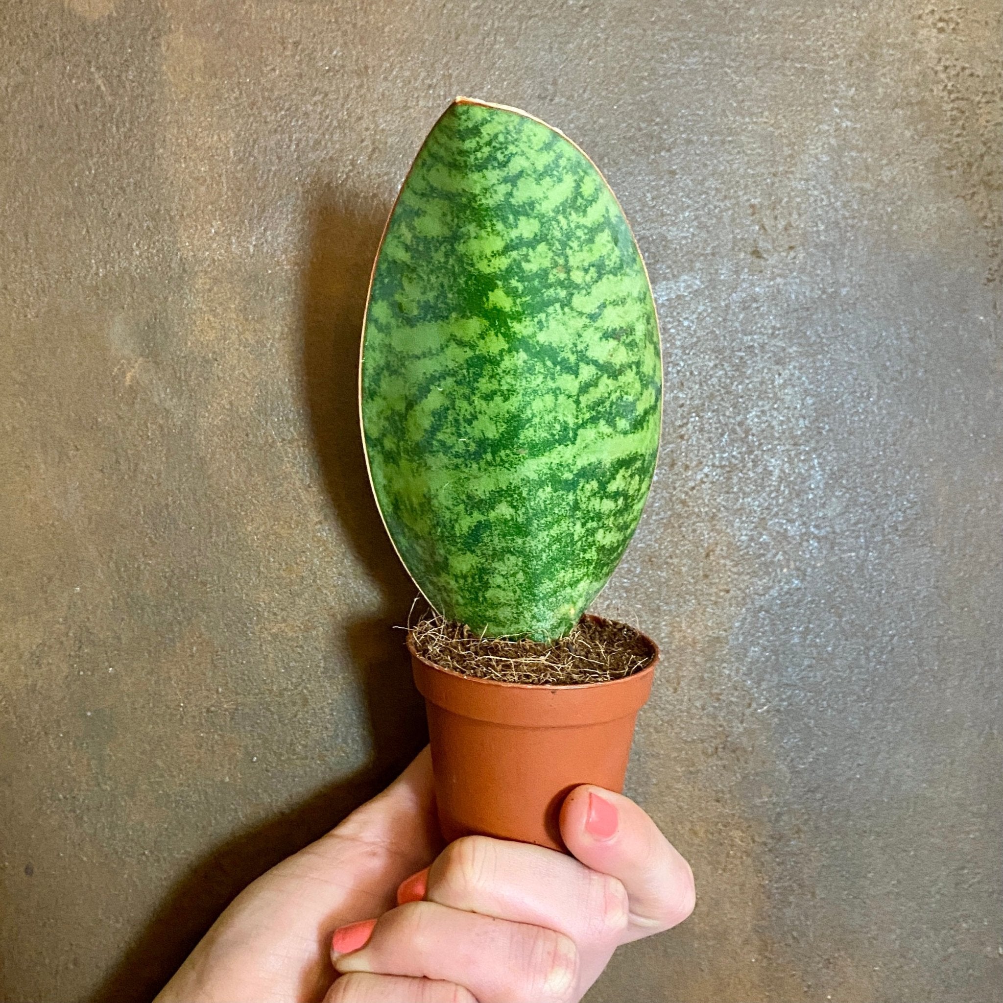 Sansevieria ‘Victoria’ (6cm Pot) - grow urban. UK