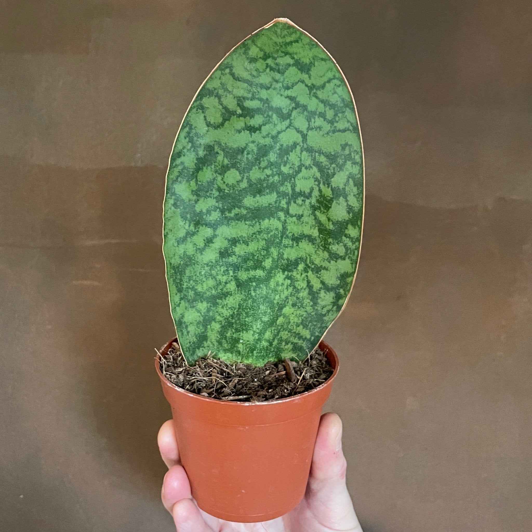 Sansevieria ‘Victoria’ (8cm Pot) - grow urban. UK