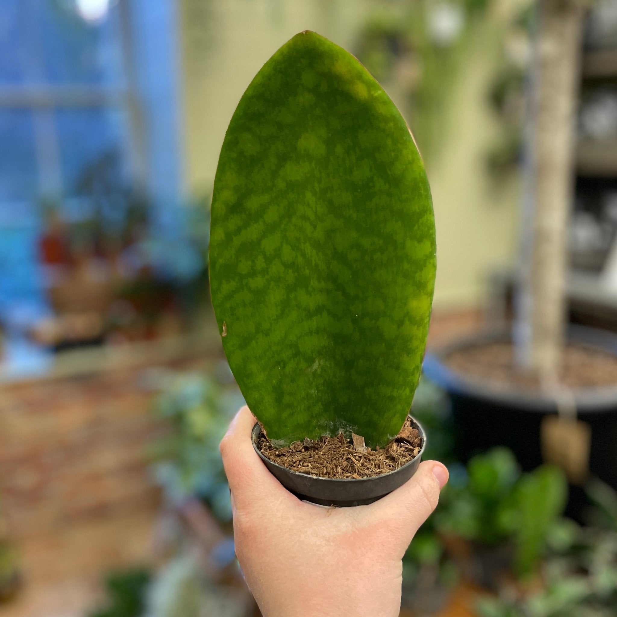 Sansevieria ‘Victoria’ (9cm Pot) - grow urban. UK