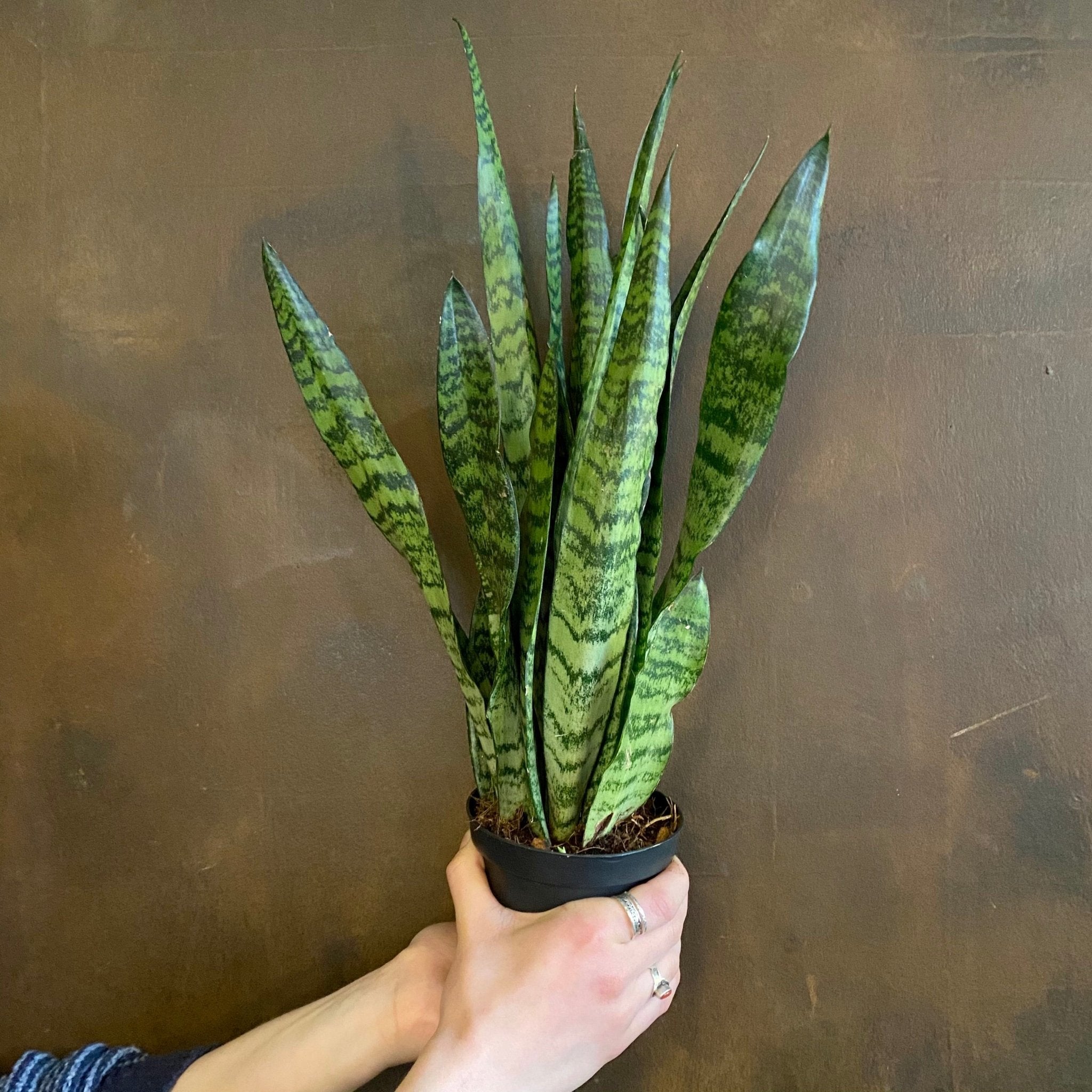 Sansevieria zeylanica (12cm pot) - grow urban. UK