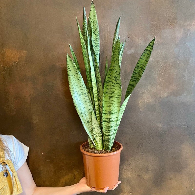 Sansevieria zeylanica (17cm pot) - grow urban. UK