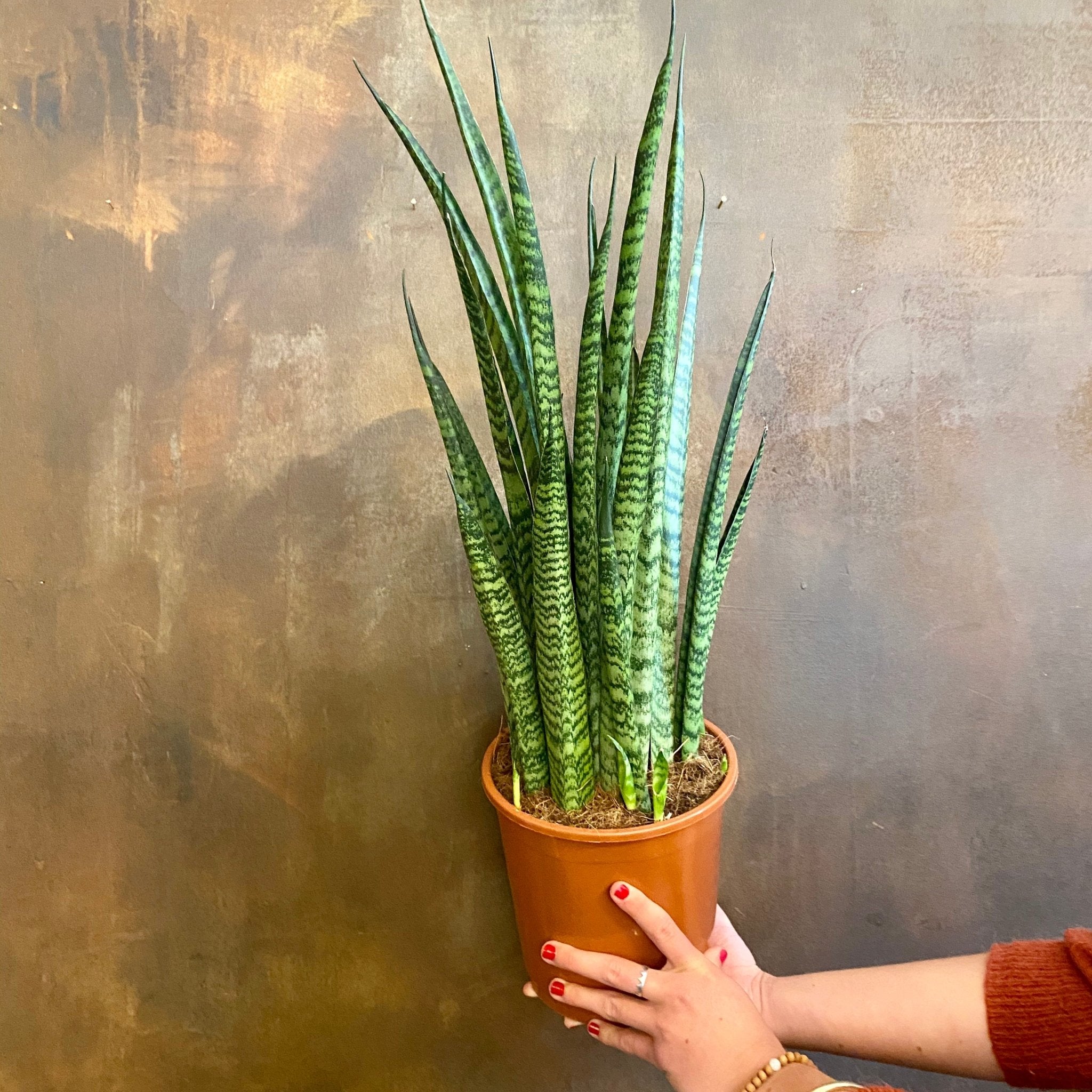 Sansevieria zeylanica ‘Mikado’ - grow urban. UK
