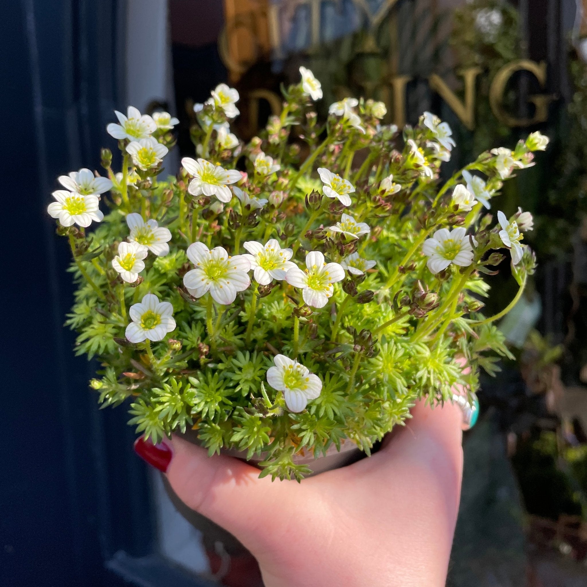 Saxifraga ‘White Pixie’ - grow urban. UK