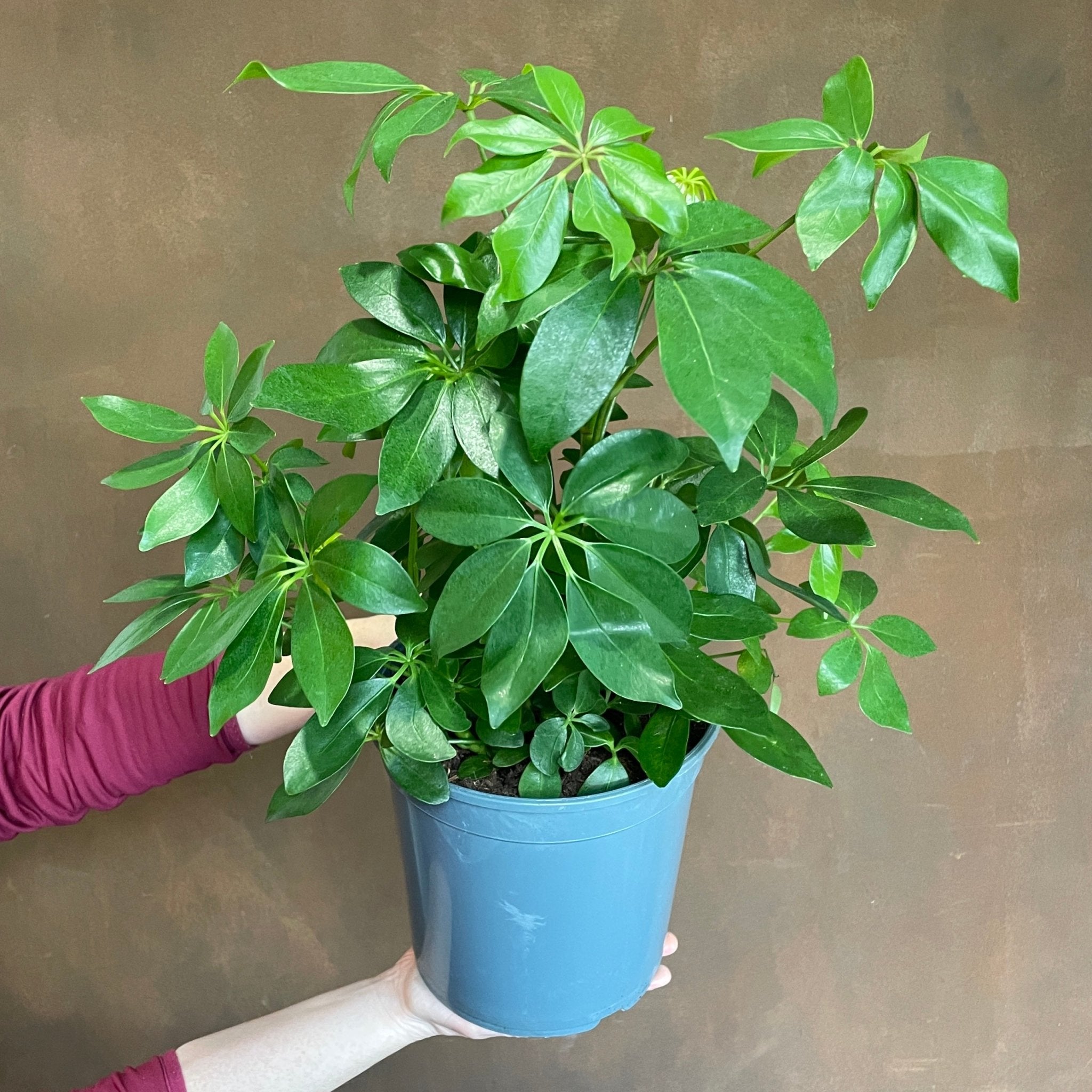 Schefflera arboricola - grow urban. UK