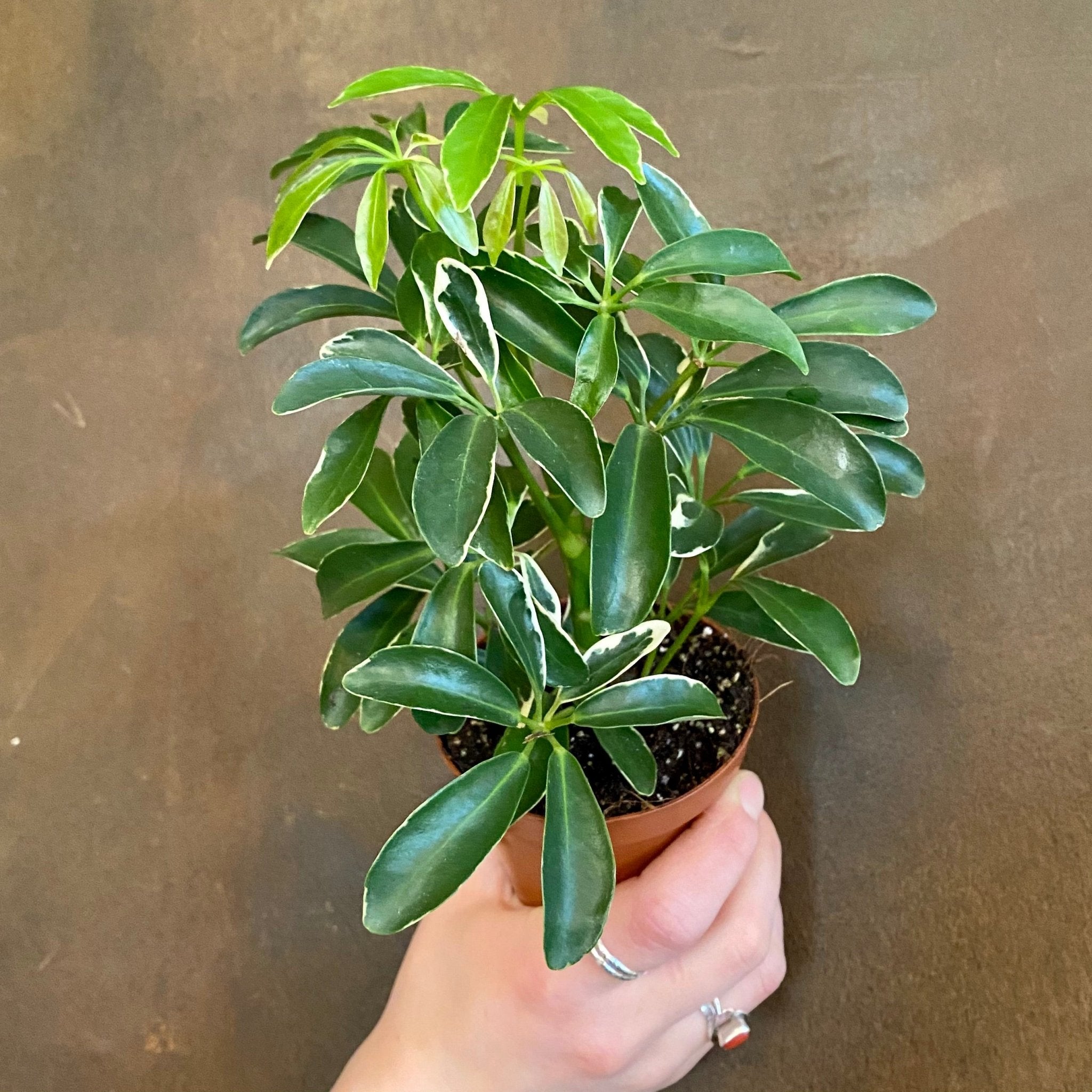 Schefflera ‘Moondrop’ - grow urban. UK