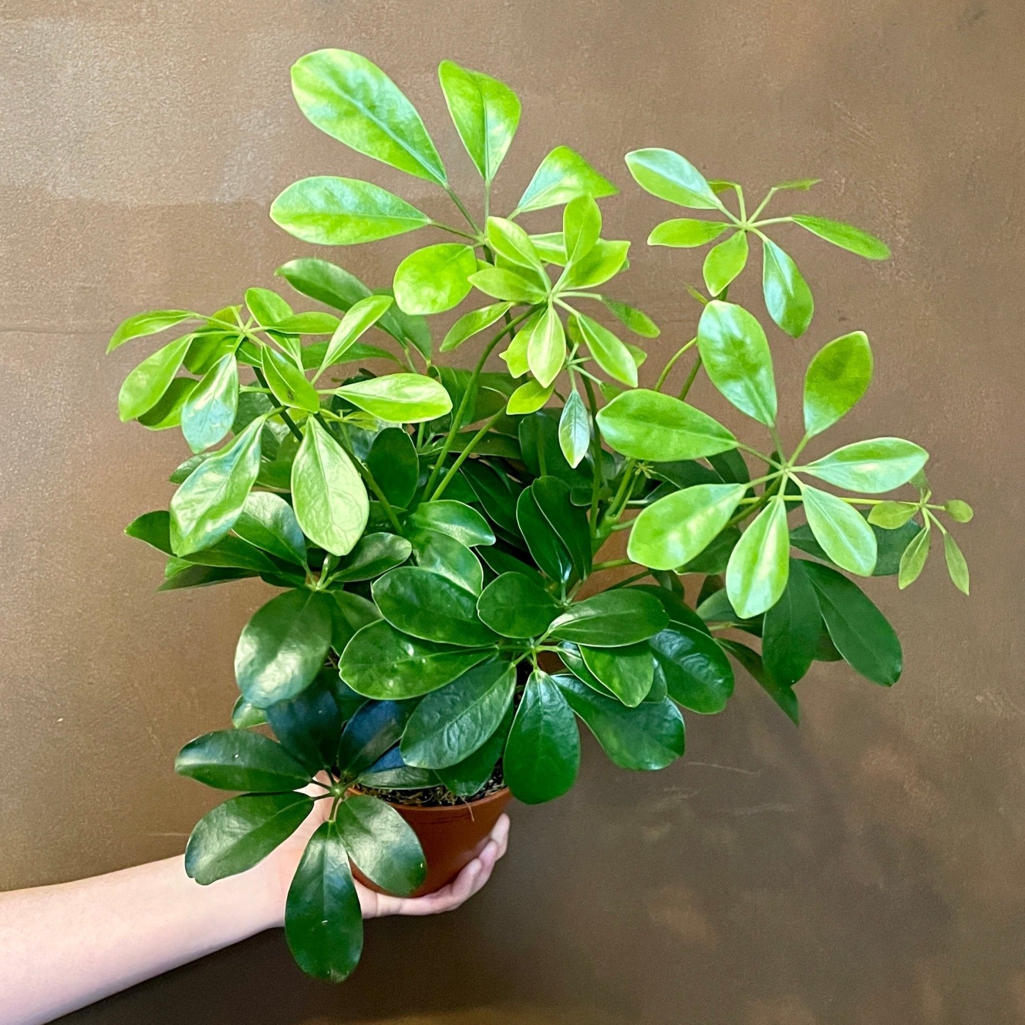 Schefflera ‘Nora’ (13cm pot) - grow urban. UK
