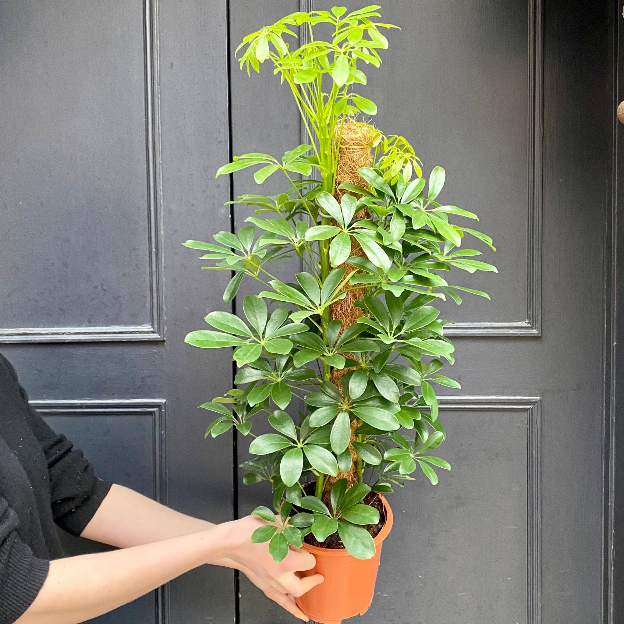 Schefflera ‘Nora’ (moss pole) - grow urban. UK