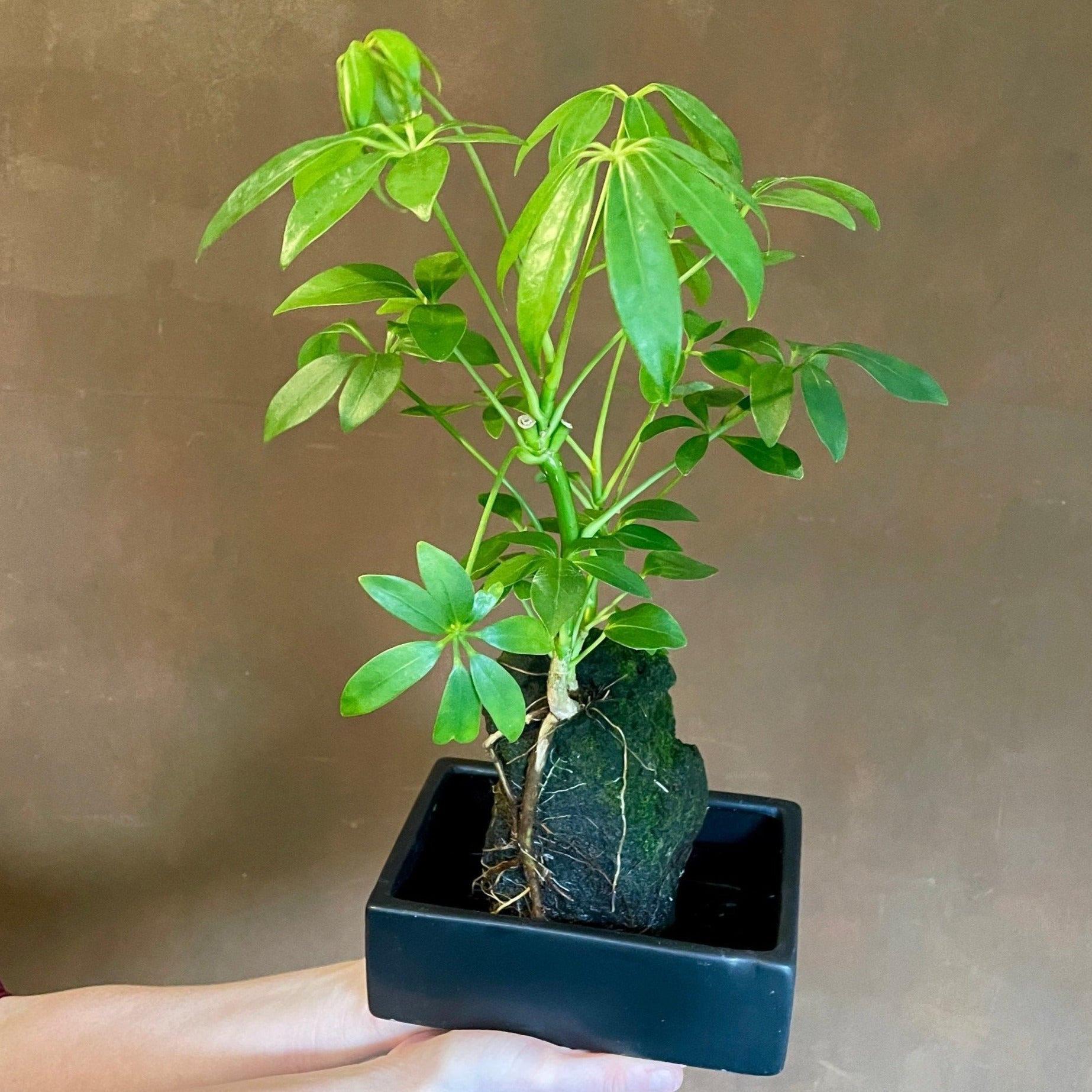 Schefflera on Lava - grow urban. UK