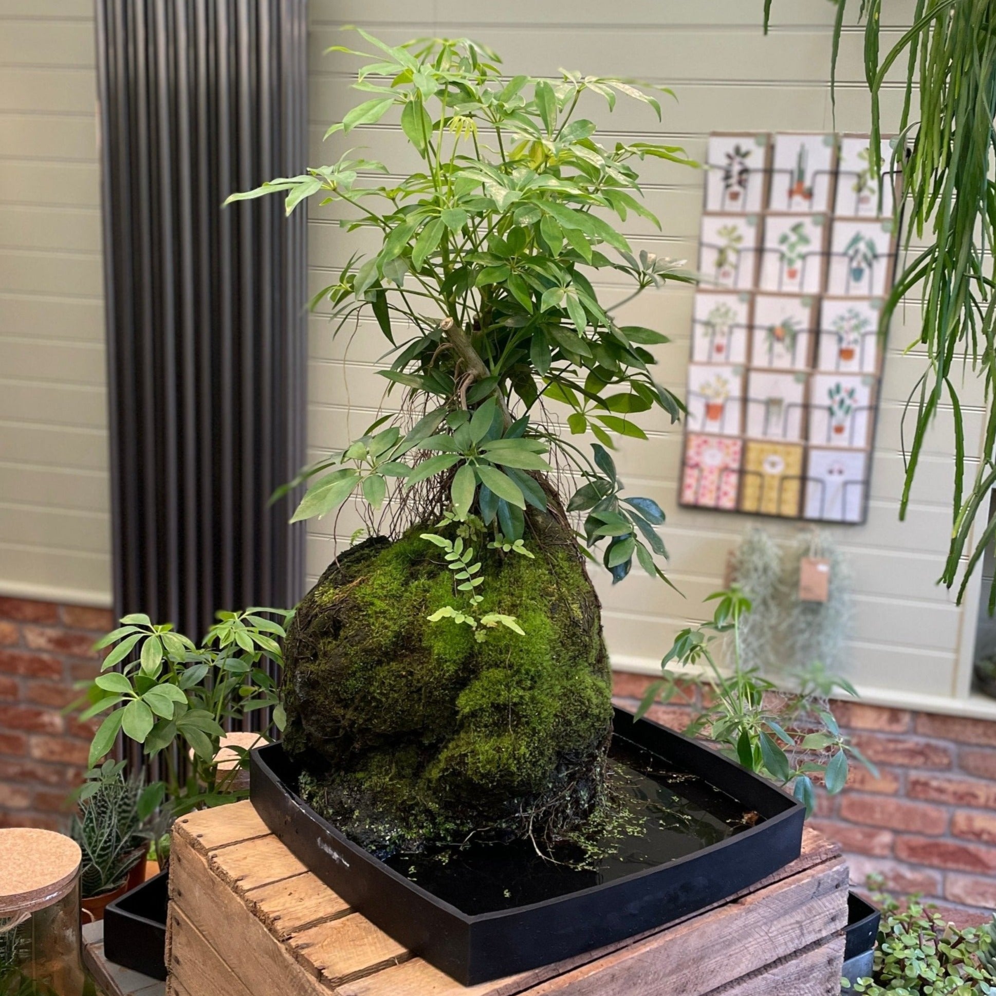 Schefflera on Lava XXL - grow urban. UK