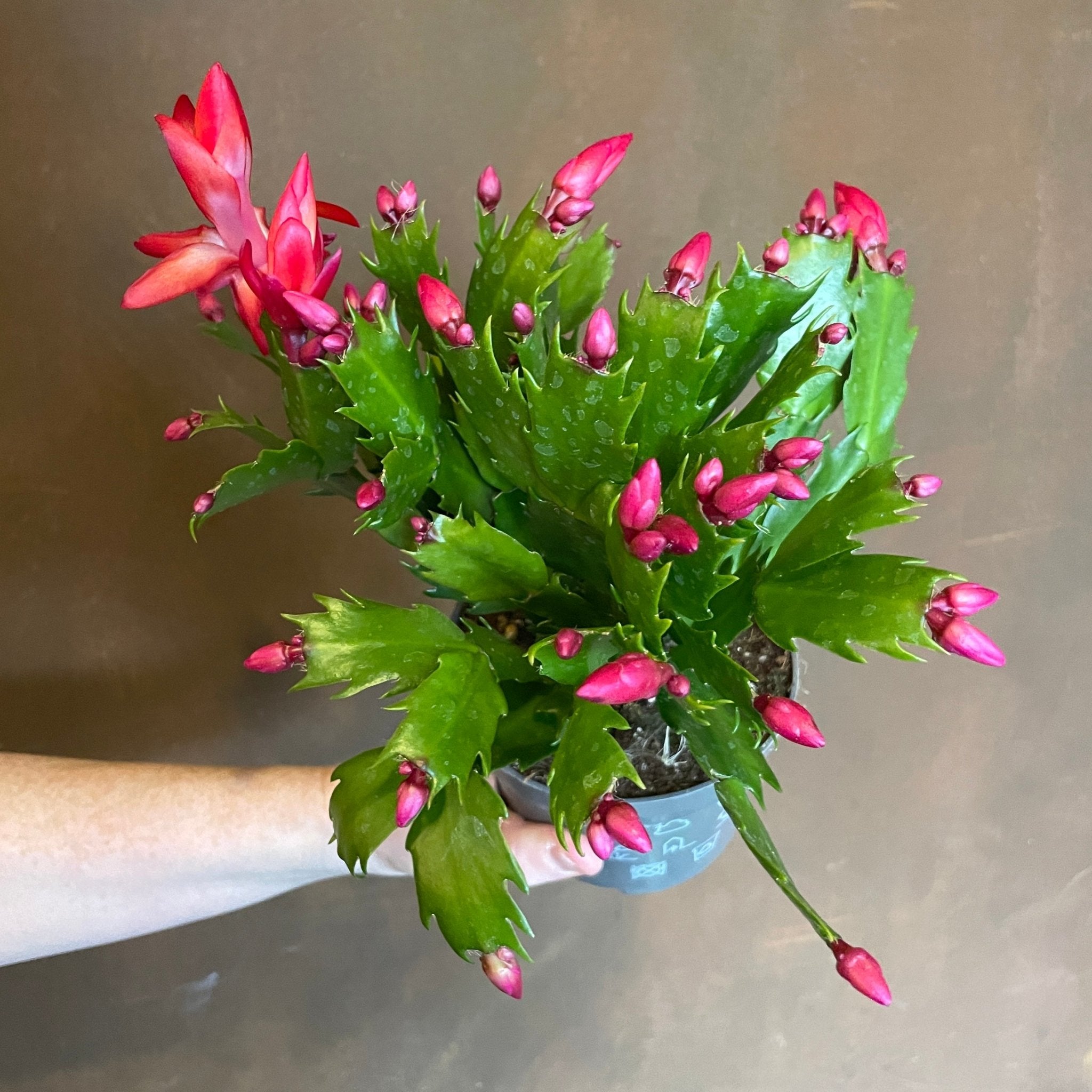 Schlumbergera 'Exotic Red' - grow urban. UK