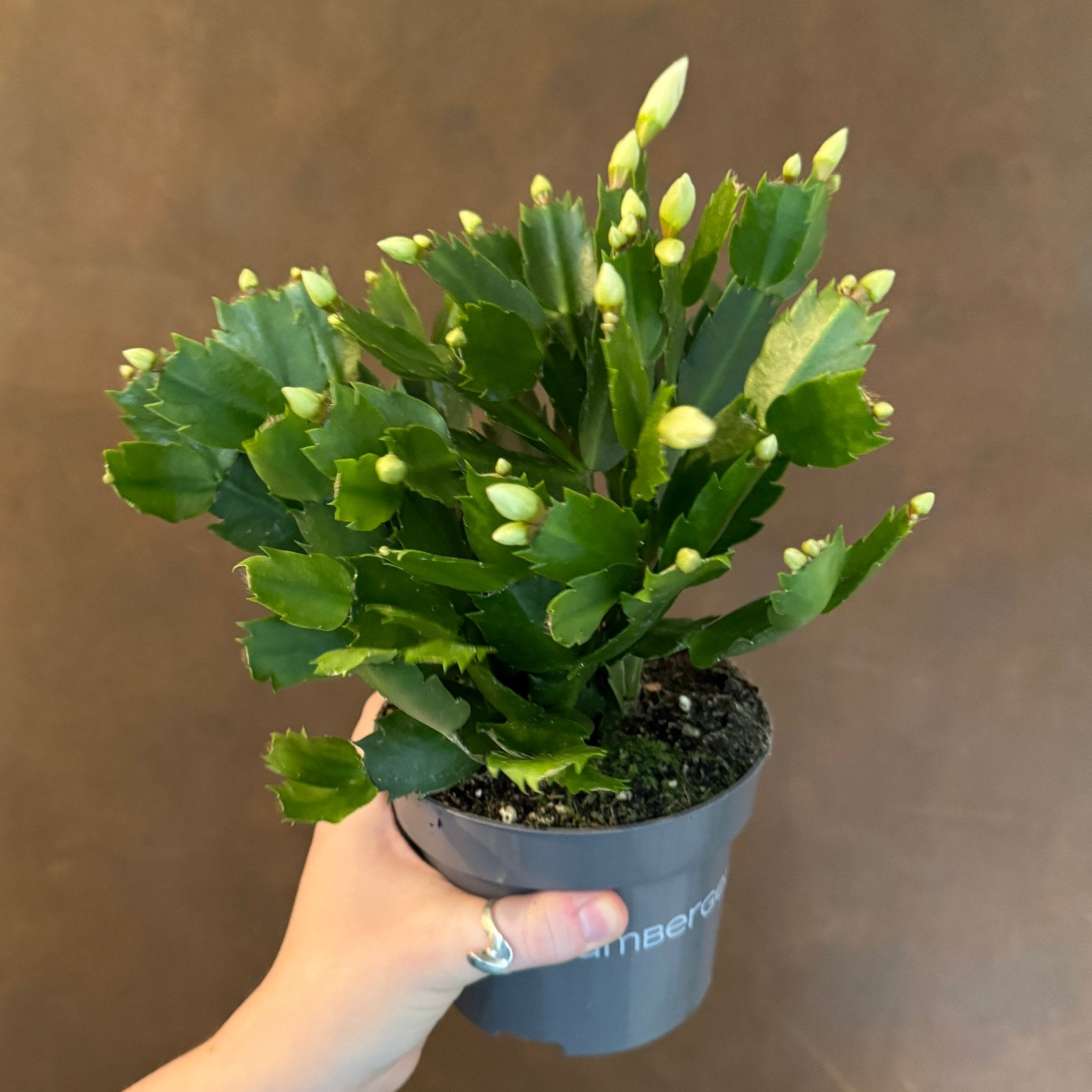 Schlumbergera 'Malissa' - grow urban. UK