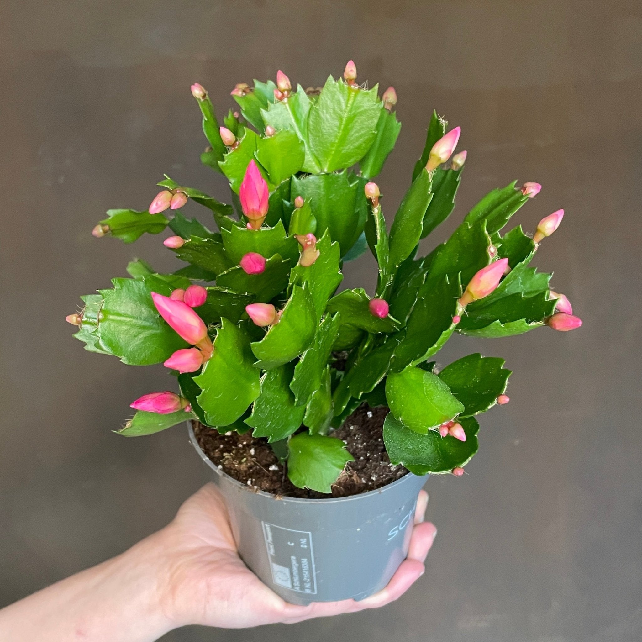 Schlumbergera 'Pink' - grow urban. UK