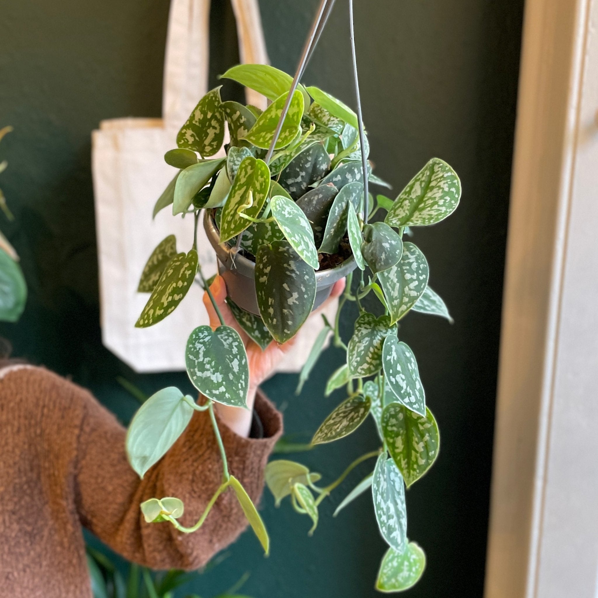 Scindapsus ‘Argyraeus’ (14cm hangpot) - grow urban. UK