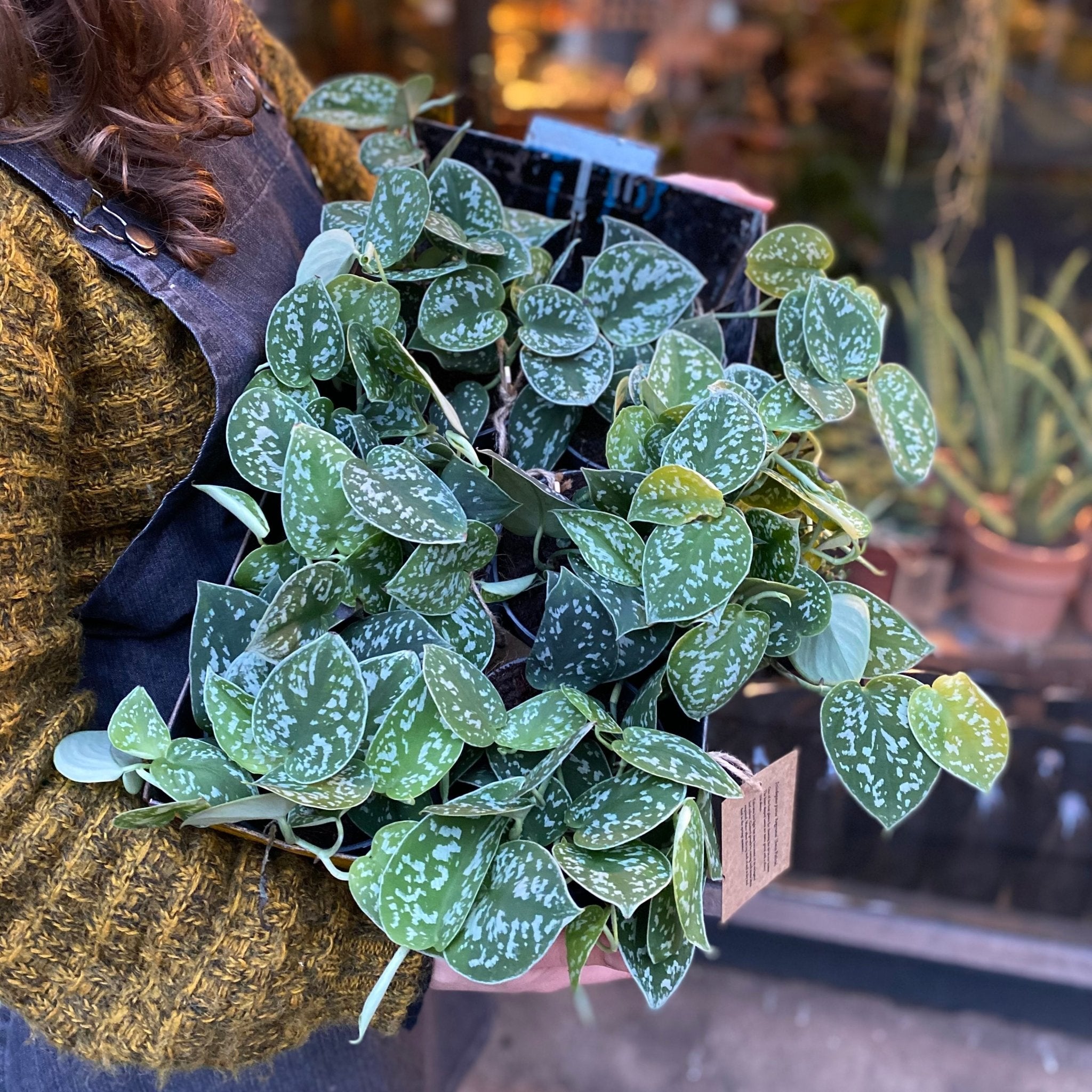 Scindapsus pictus ‘Argyraeus’ - grow urban. UK