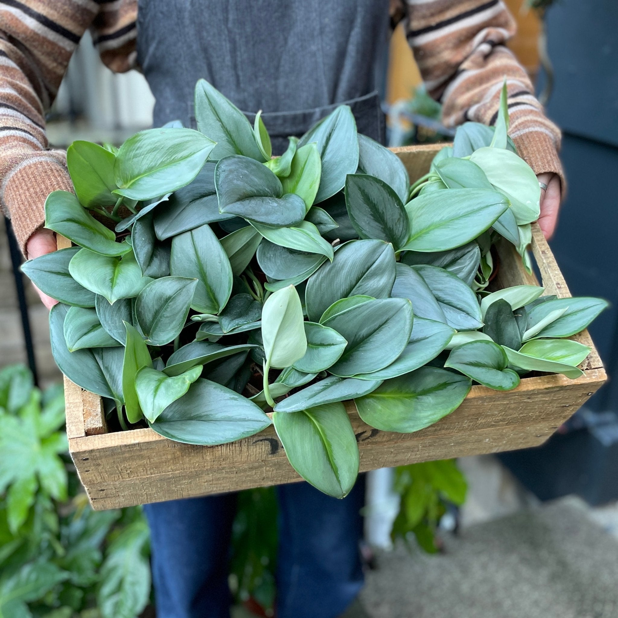 Scindapsus ‘Treubii’ - grow urban. UK