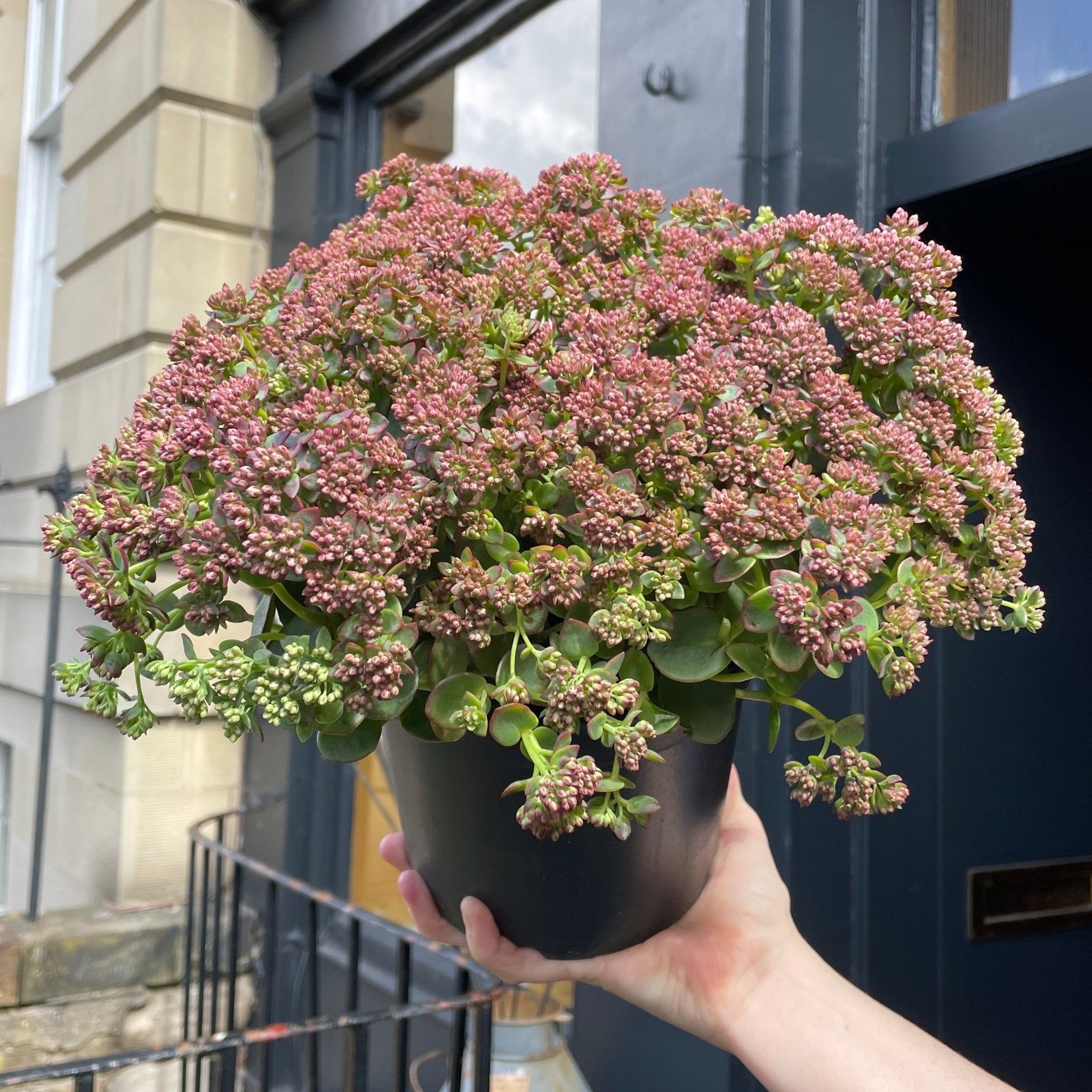 Sedum 'Lime Zinger' - grow urban. UK